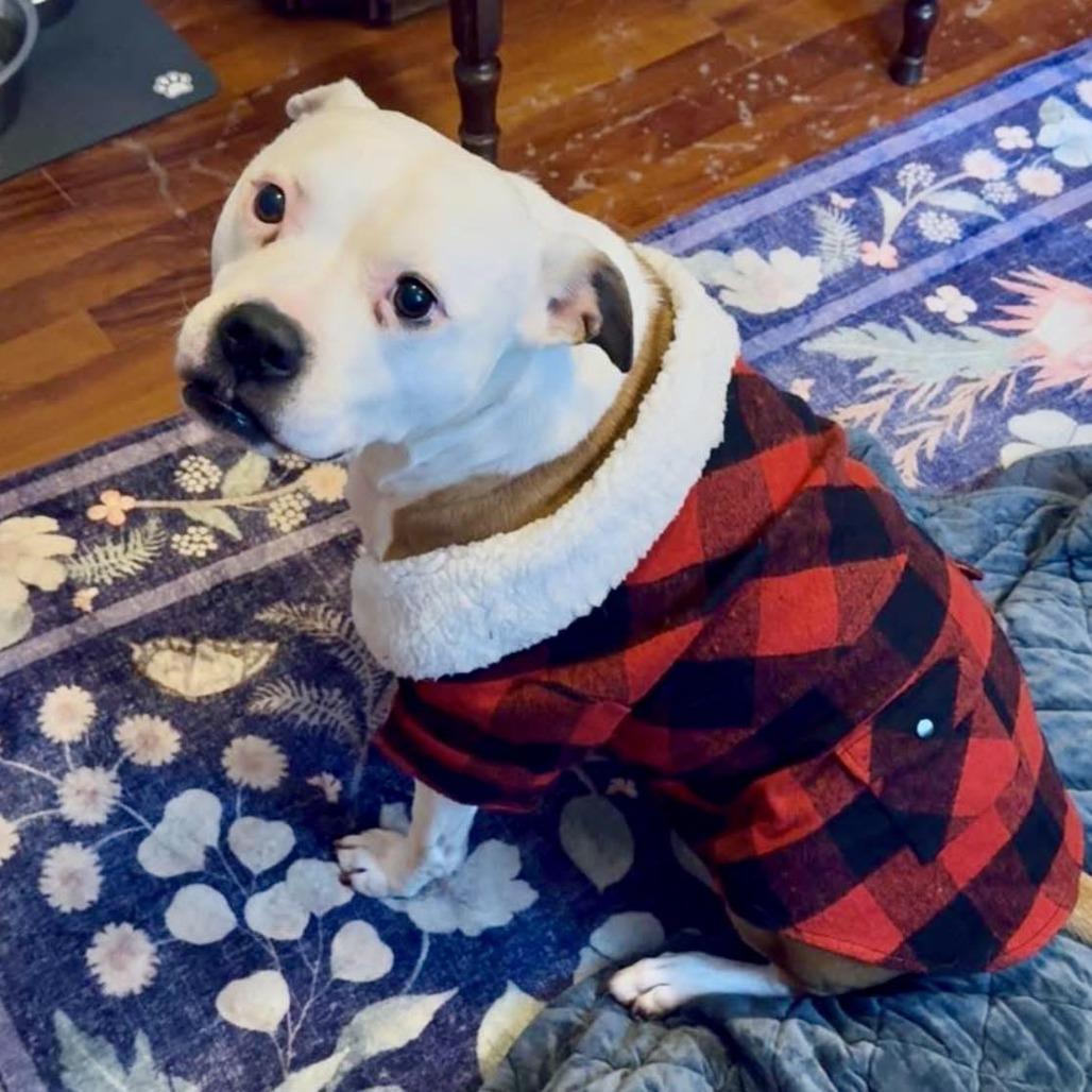 Enlarge Mazey, a Adoptable mixed breed in Northville, MI image 3/6