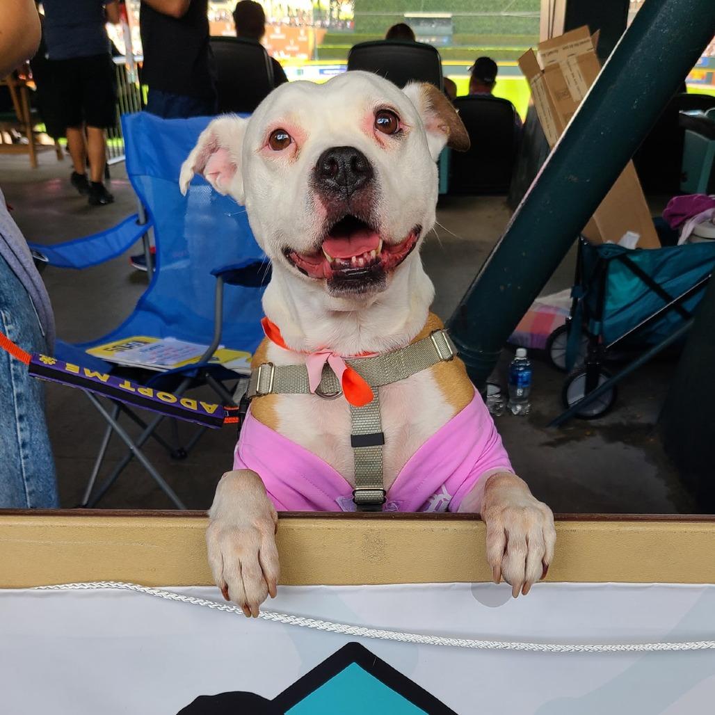 Mazey, a Adoptable American Staffordshire Terrier in Northville, MI image 2/6