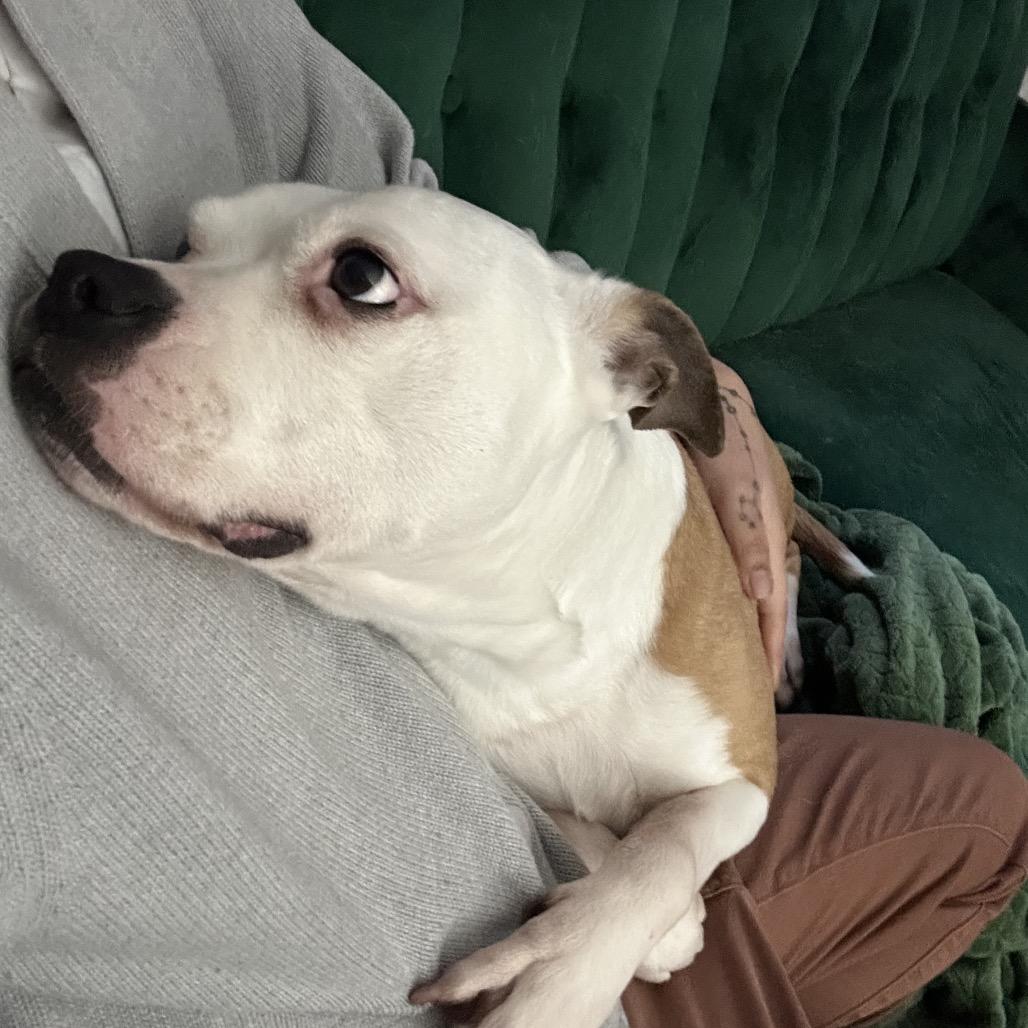 Mazey, a Adoptable American Staffordshire Terrier in Northville, MI image 4/6