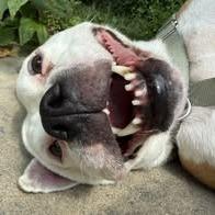 Enlarge Mazey, a Adoptable mixed breed in Northville, MI image 6/6