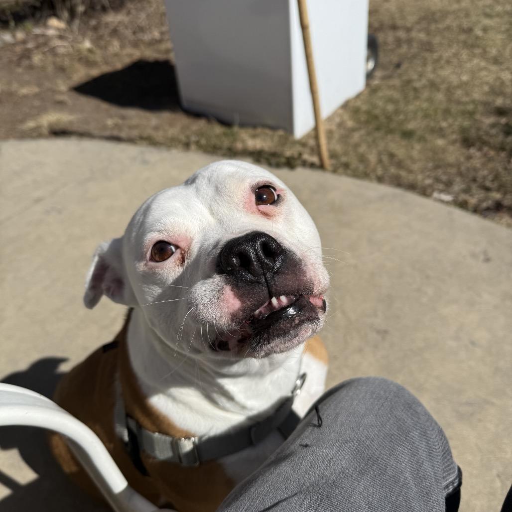 Mazey, a Adoptable American Staffordshire Terrier in Northville, MI image 5/6