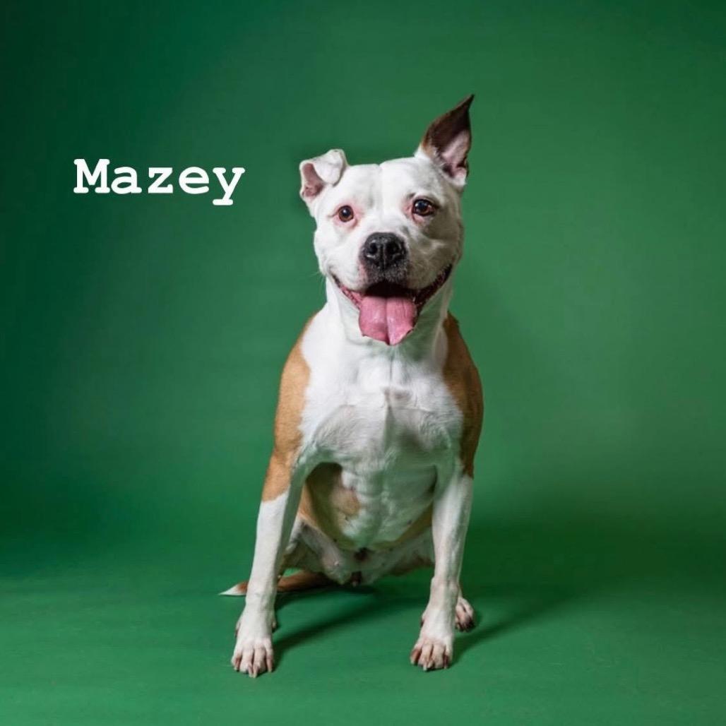 Mazey, a Adoptable American Staffordshire Terrier in Northville, MI image 6/6