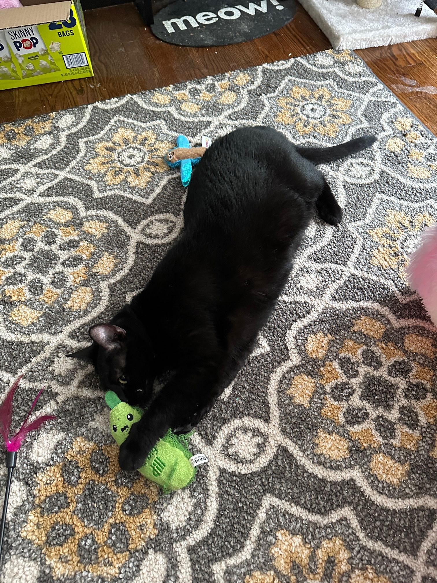 Hennessy, Adopted, Adult Female Domestic Short Hair.