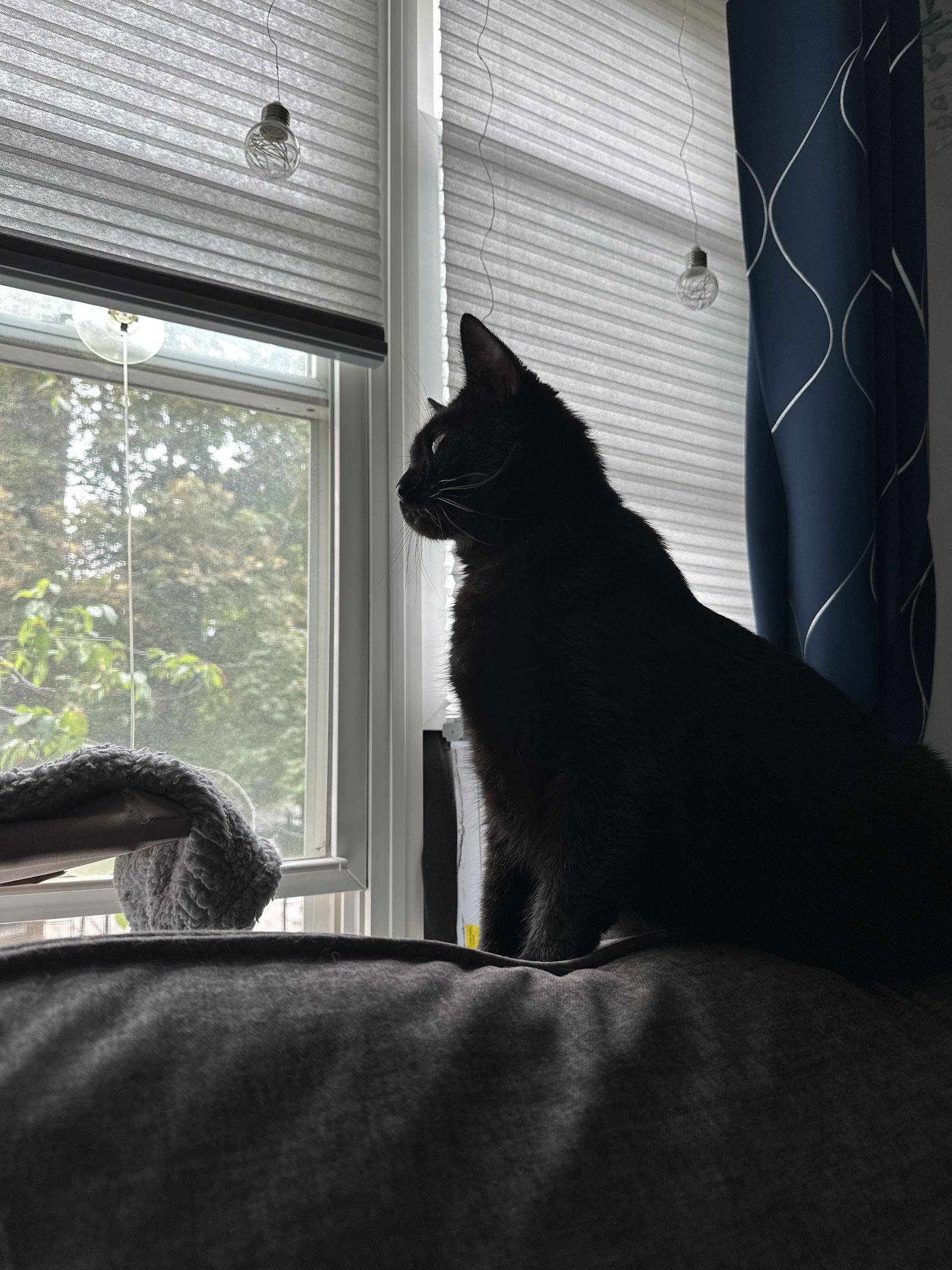 Enlarge Hennessy, a Adopted Domestic Short Hair in Somerville, MA image 3/3