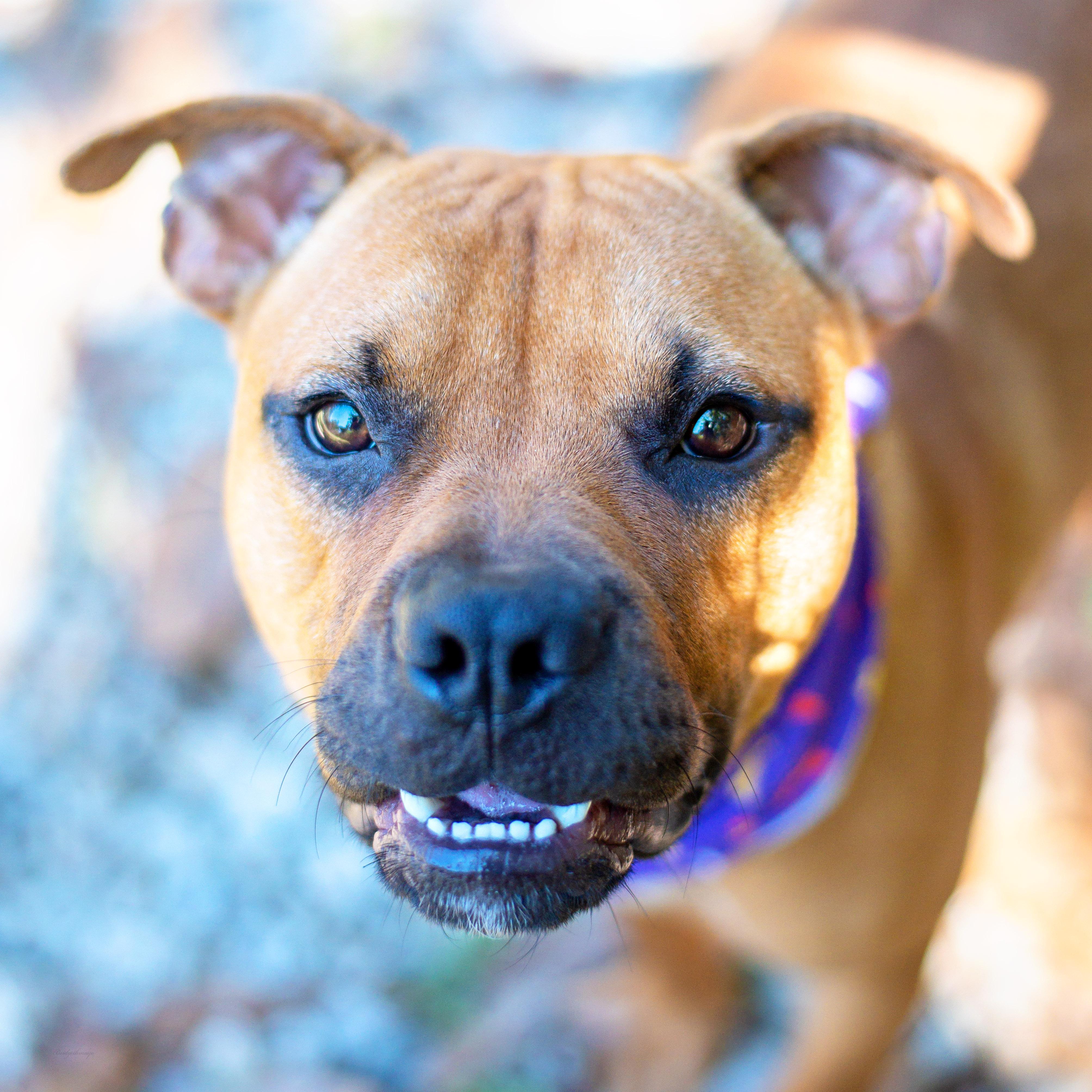 Spud, Adoptable, Adult Male Terrier & Boxer.