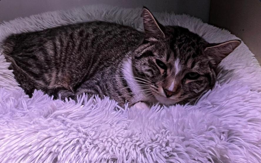 Champion , adopted, Adult Male Tabby.