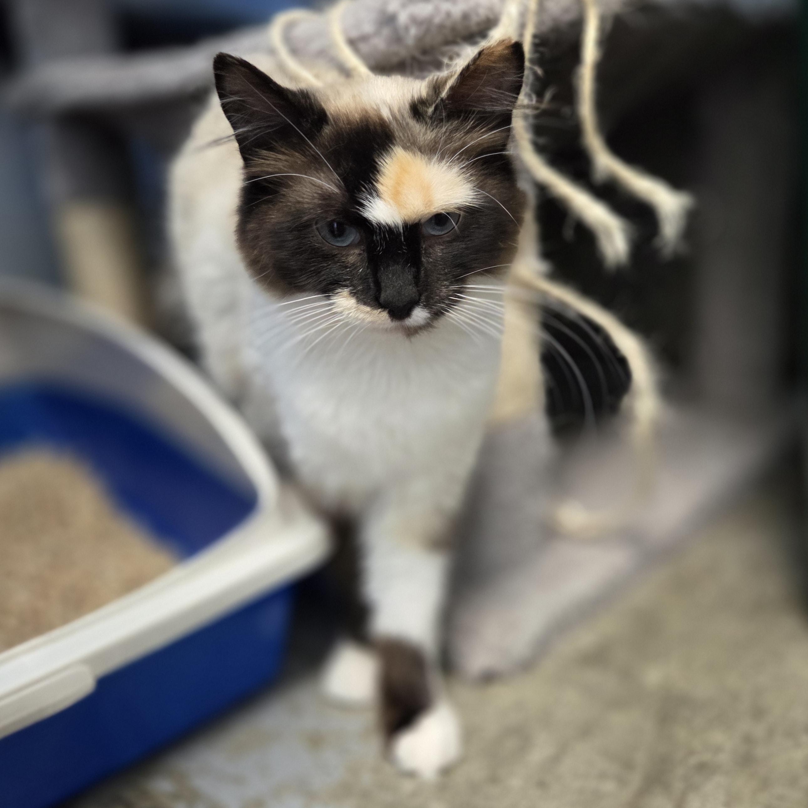 Enlarge Biscuit, a Adoptable Siamese in Brooks, AB image 1/1