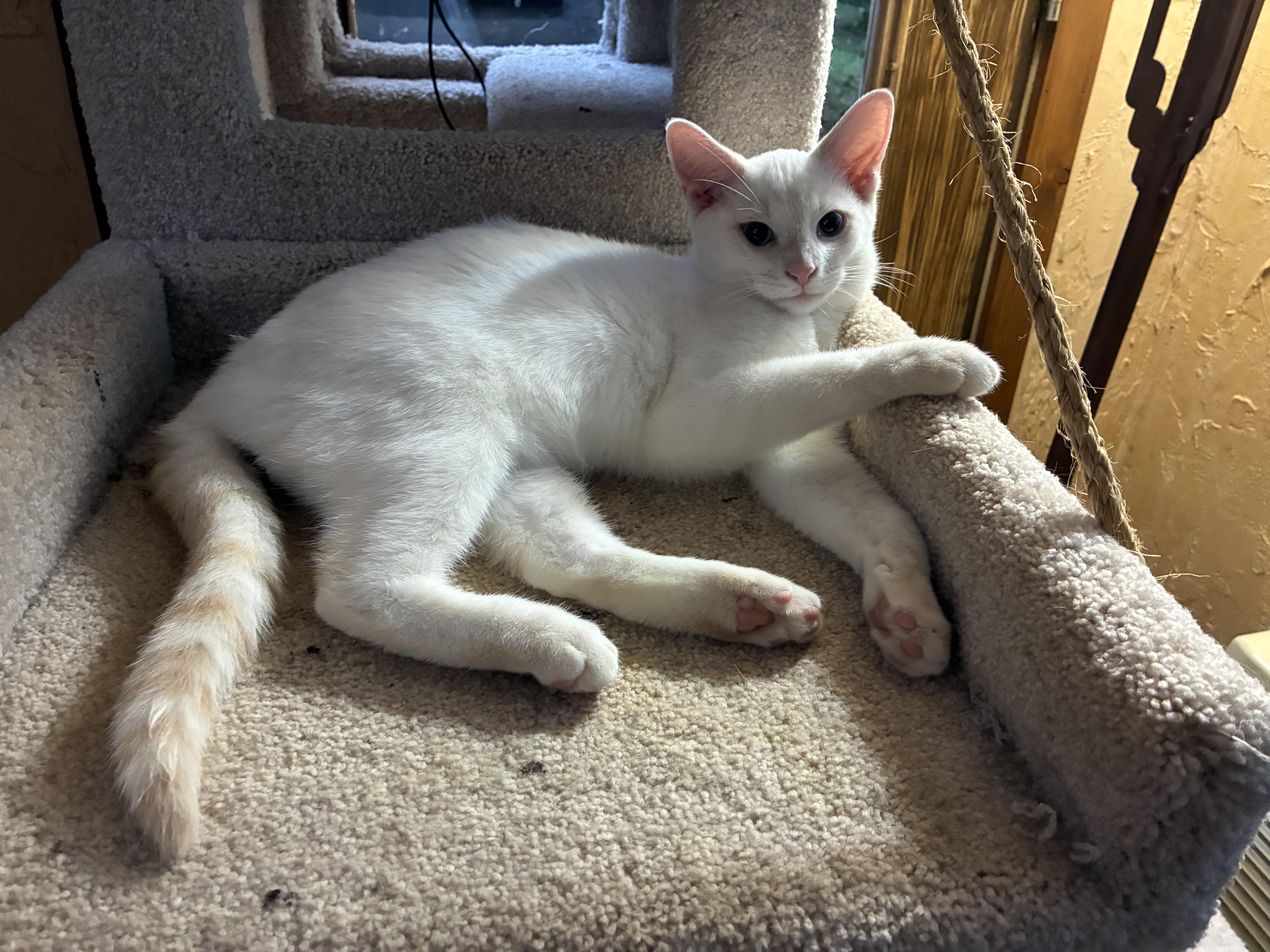 Bingo, Adopted, Kitten Male Domestic Short Hair.