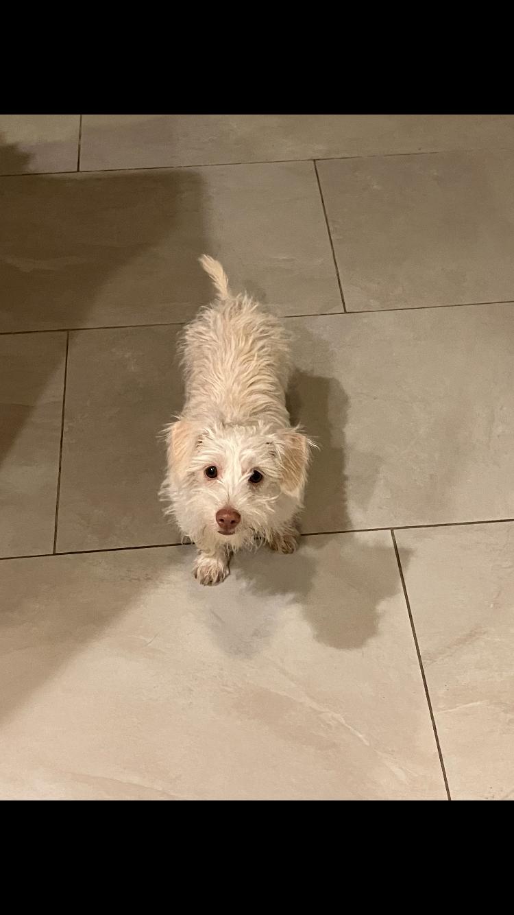 Miles, Adoptable, Puppy Male Chihuahua & Terrier.