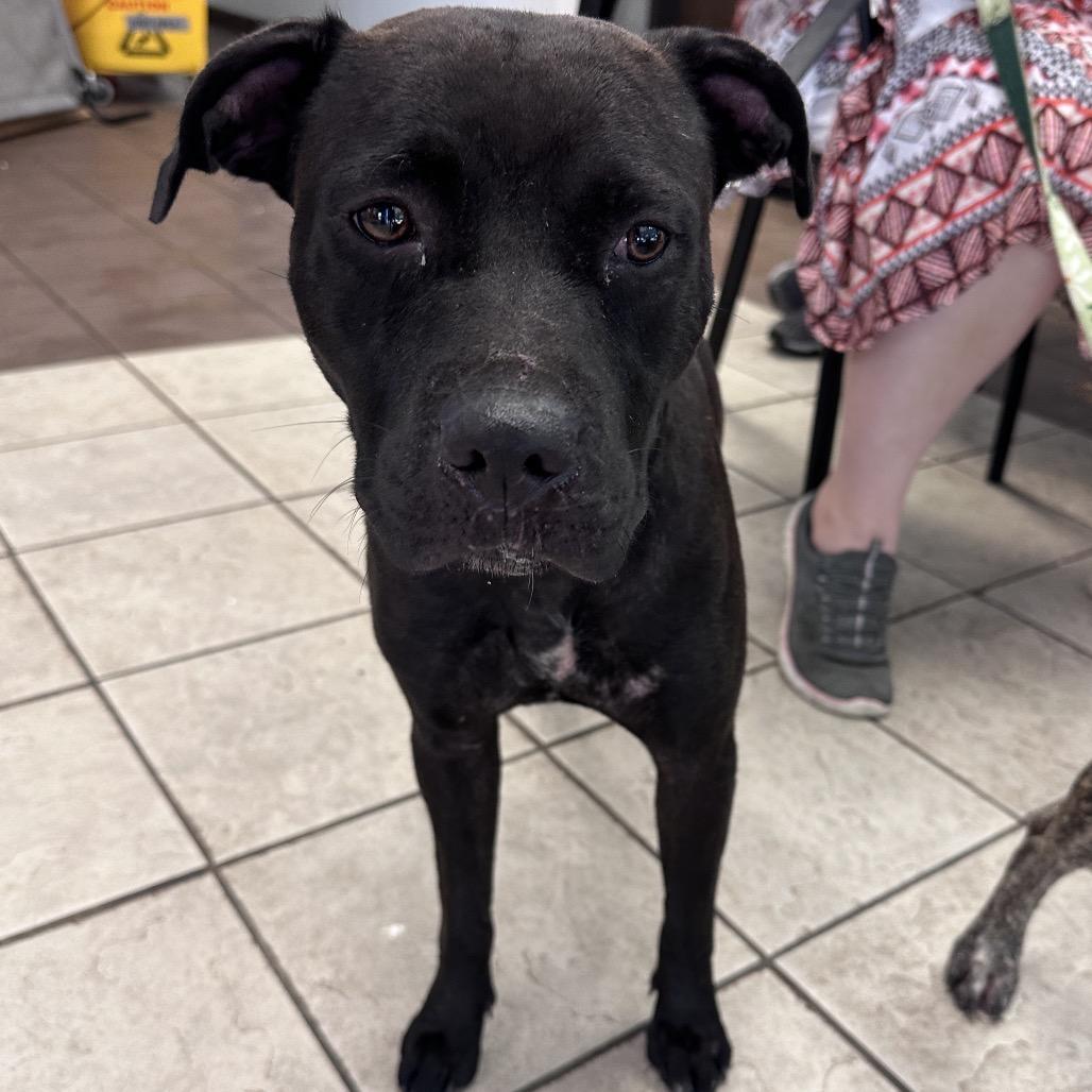 Enlarge Gouda/Midnight 7407, a Adoptable Mixed Breed in Columbus, GA image 1/1