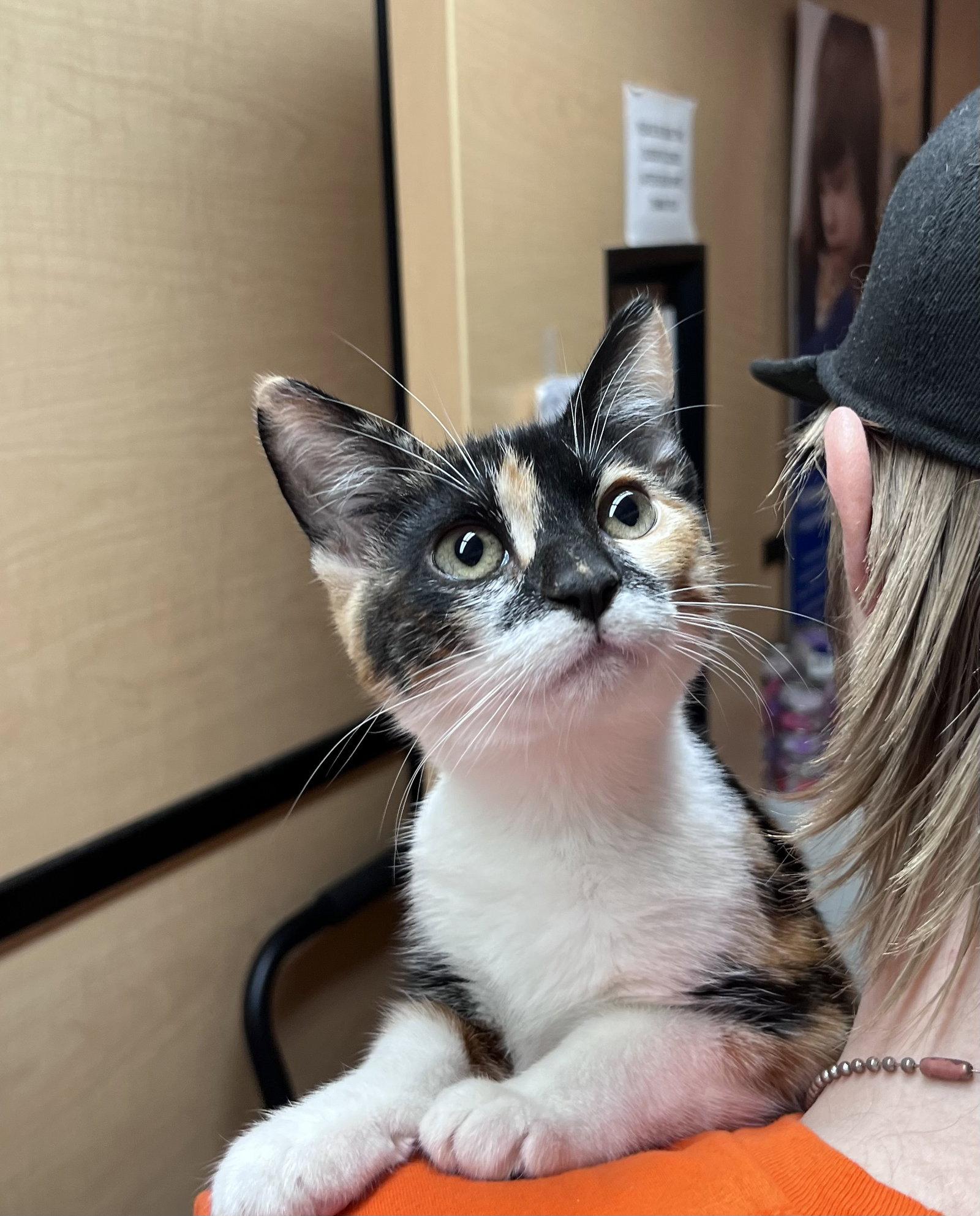 Enlarge Dina, a Adopted Domestic Short Hair in Scottsdale, AZ image 1/1