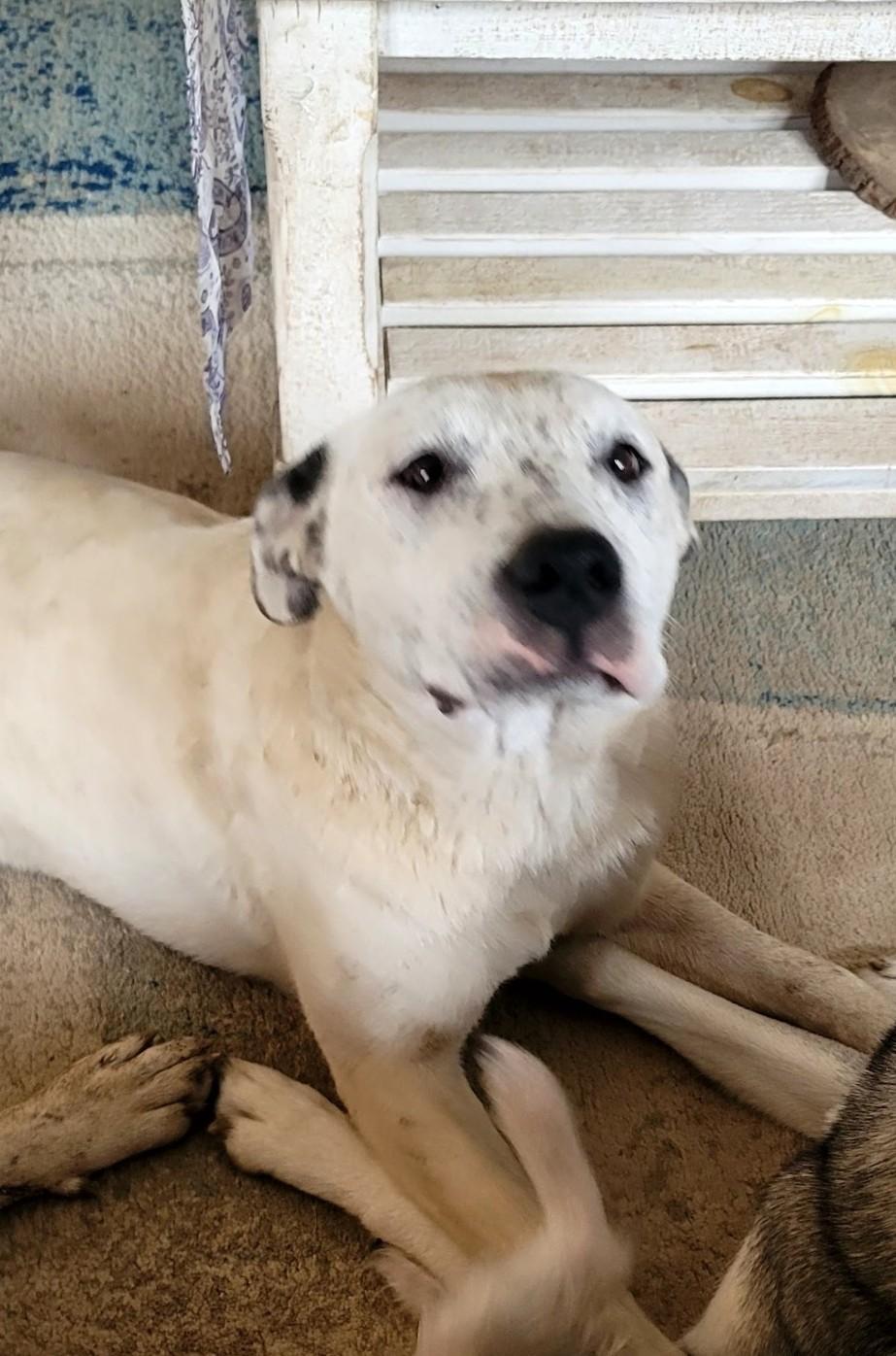 Aurora, Adoptable, Young Female Catahoula Leopard Dog.