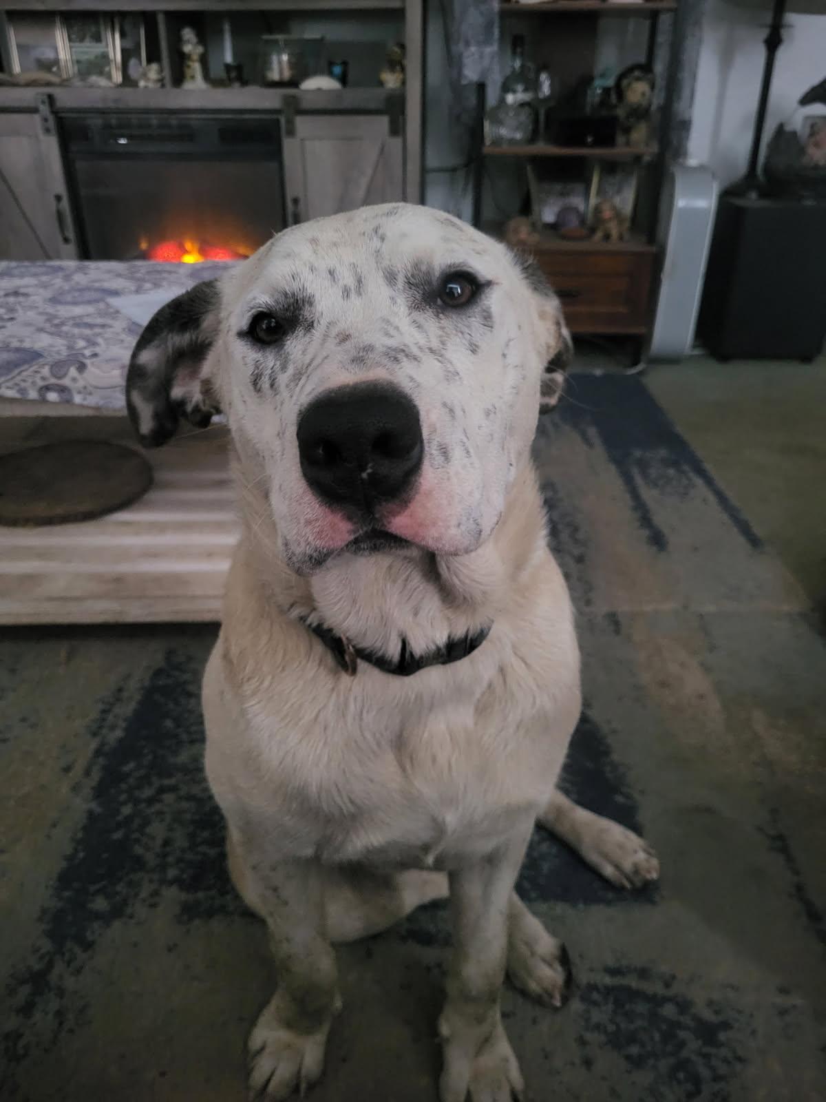 Aurora, Adoptable, Young Female Catahoula Leopard Dog.