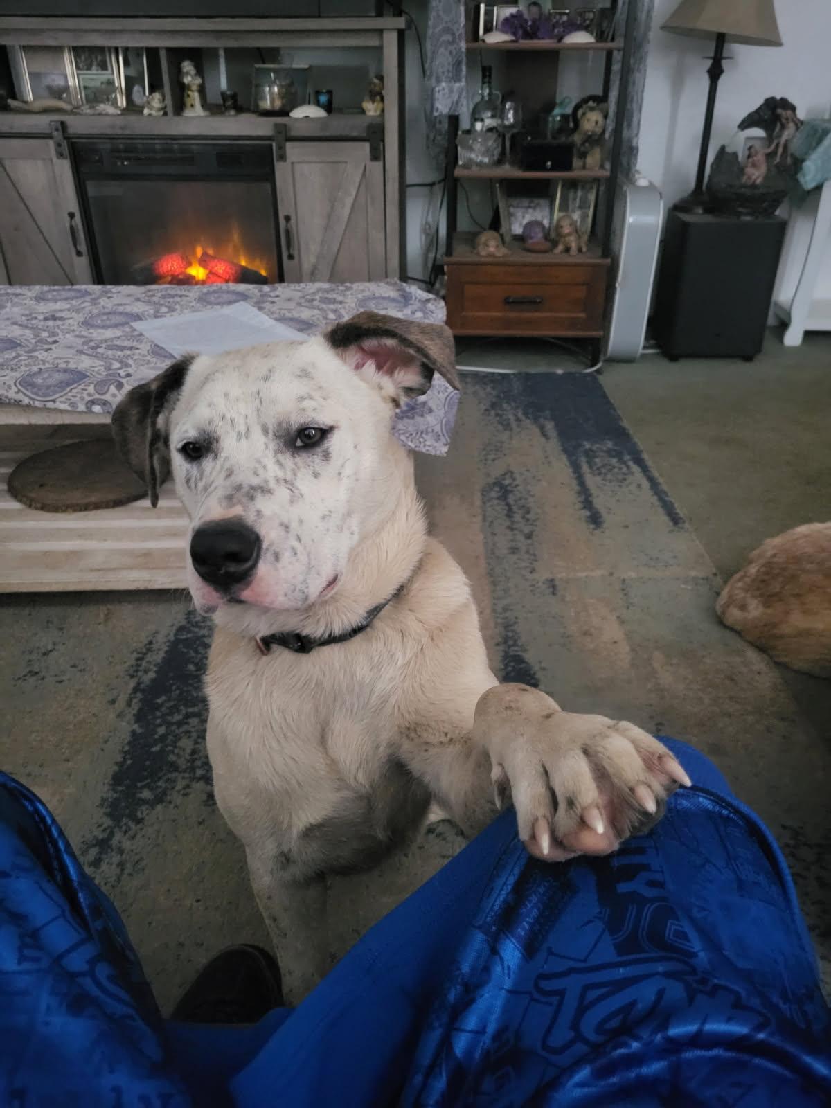 Enlarge Aurora, a Adoptable Catahoula Leopard Dog in Elk, WA image 2/2