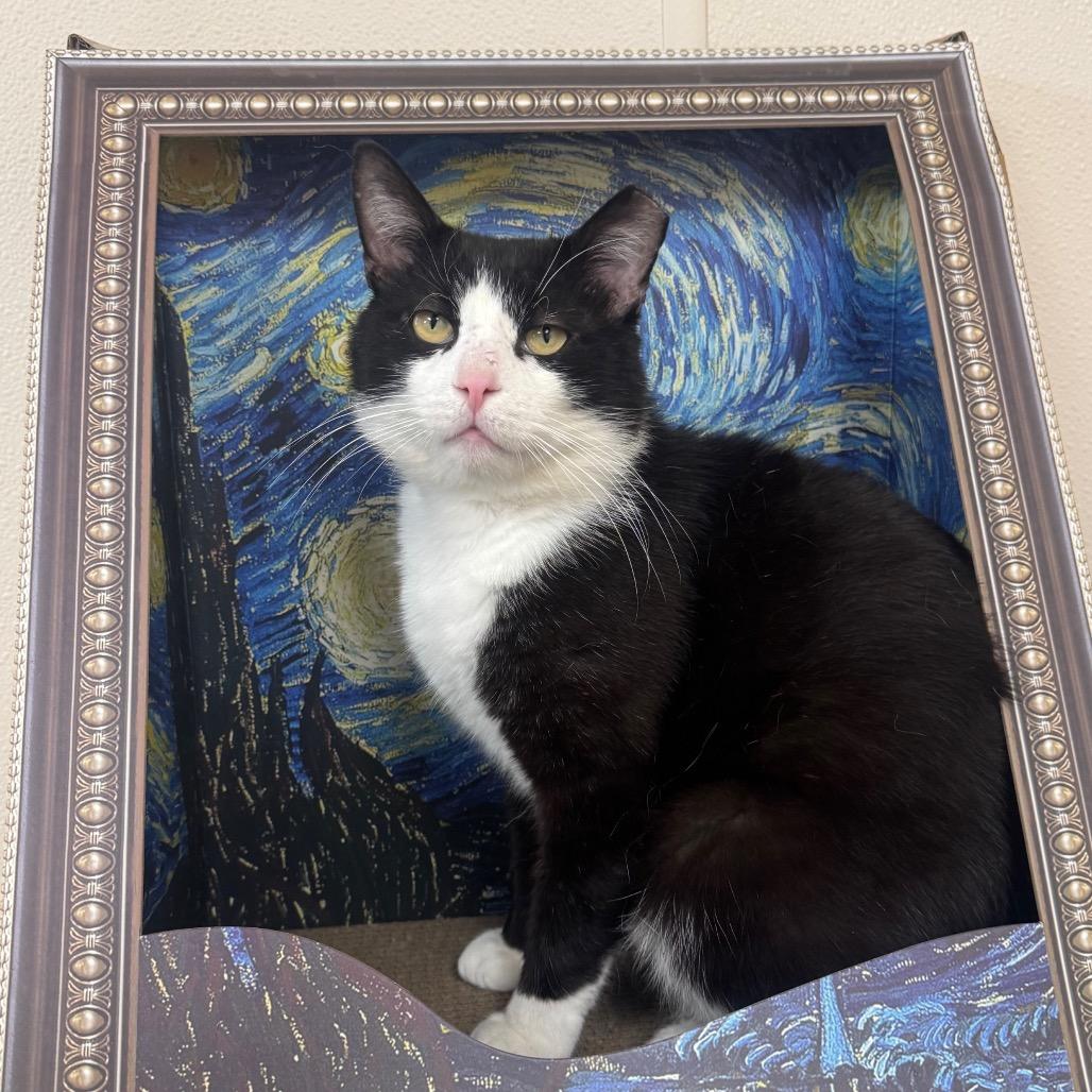 Enlarge Tuck, a Adoptable Domestic Short Hair in Easton, PA image 1/6