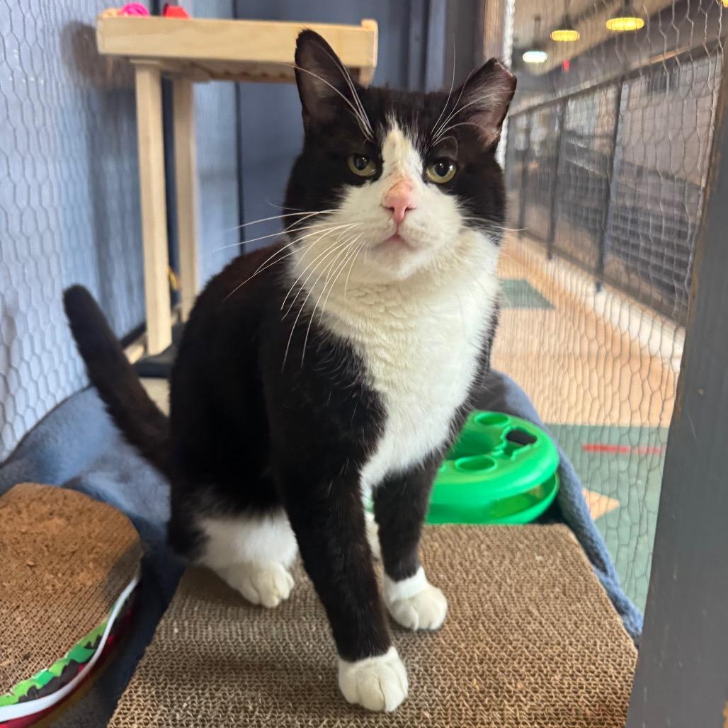 Tuck, Adoptable, Adult Male Domestic Short Hair.