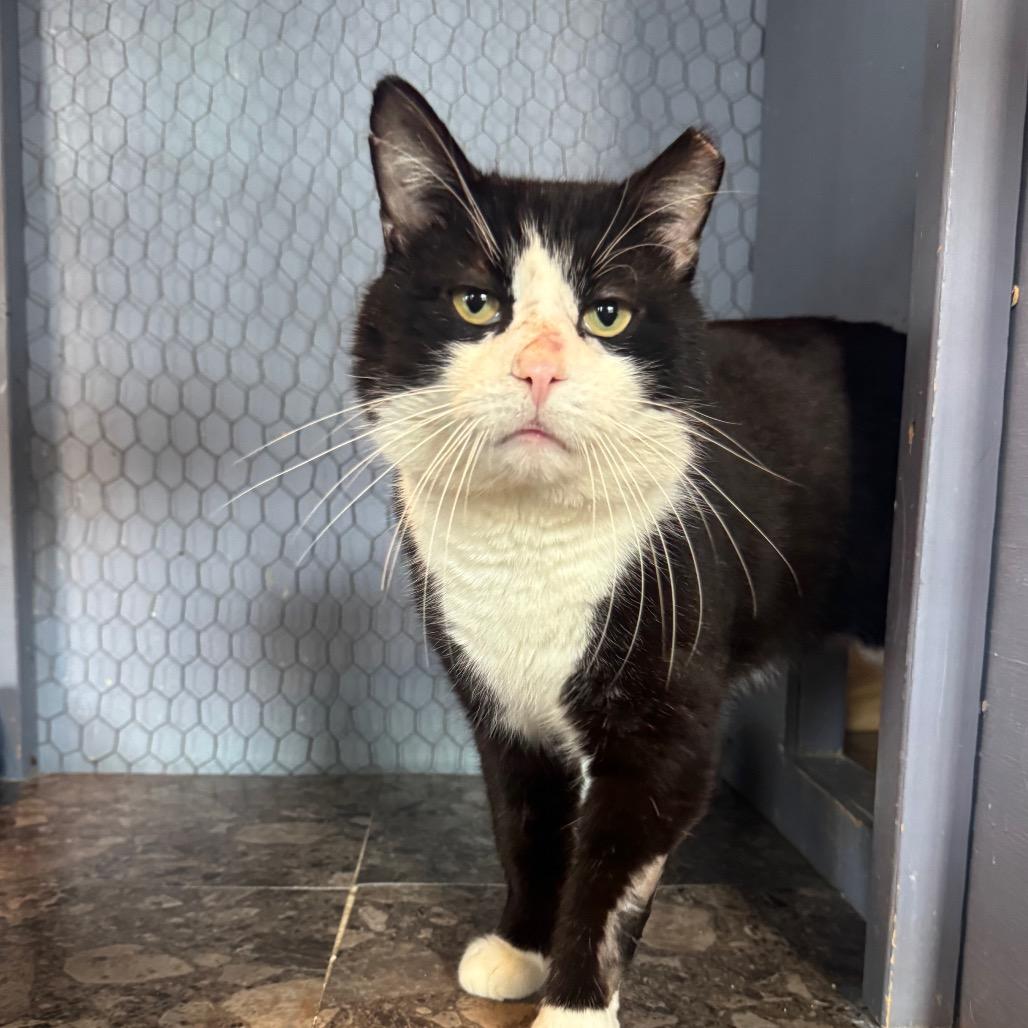 Enlarge Tuck, a Adoptable Domestic Short Hair in Easton, PA image 2/6