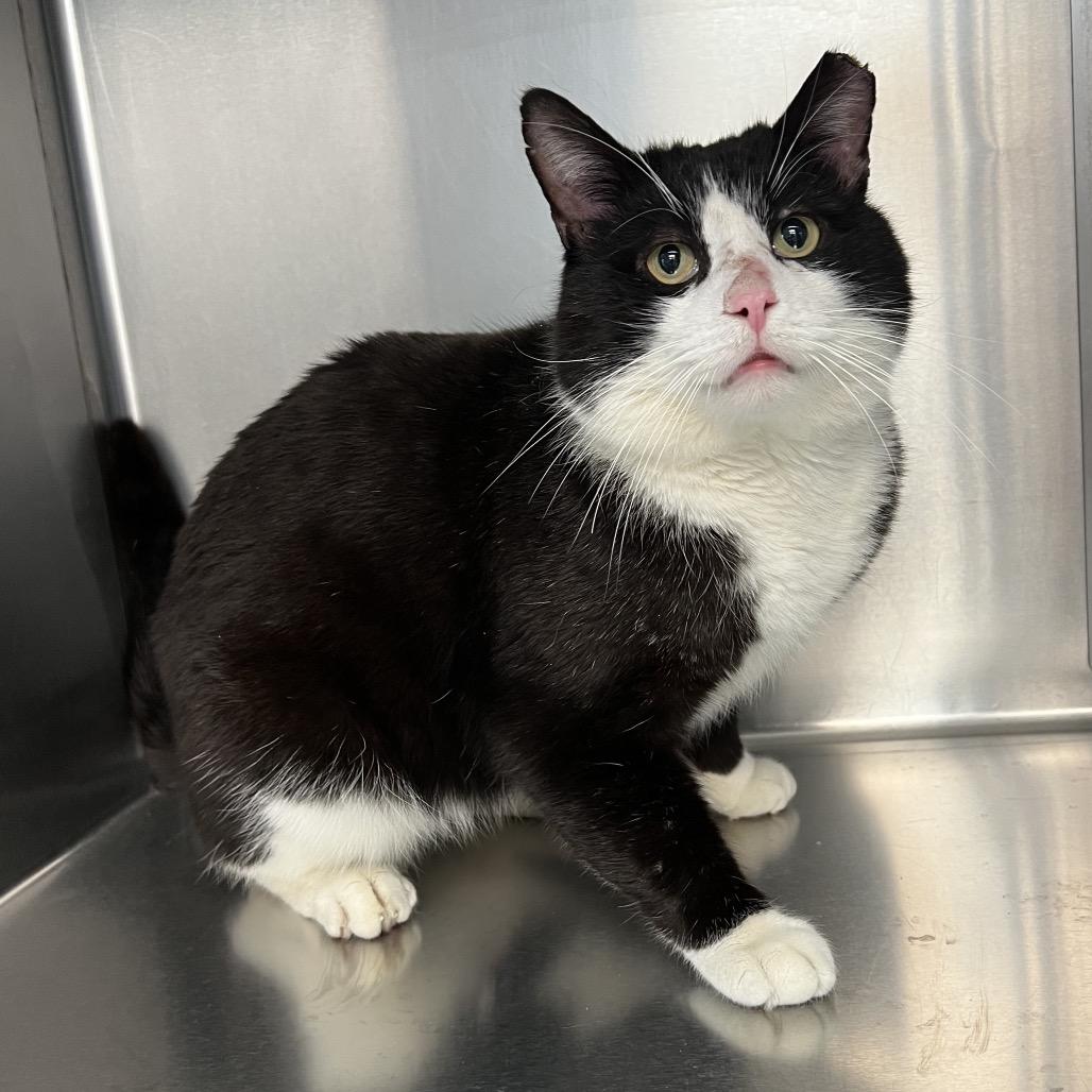 Enlarge Tuck, a Adoptable Domestic Short Hair in Easton, PA image 3/6