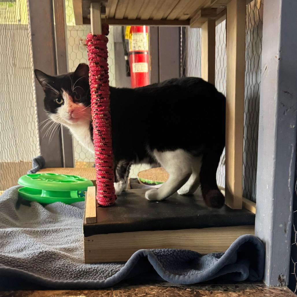 Enlarge Tuck, a Adoptable Domestic Short Hair in Easton, PA image 4/6