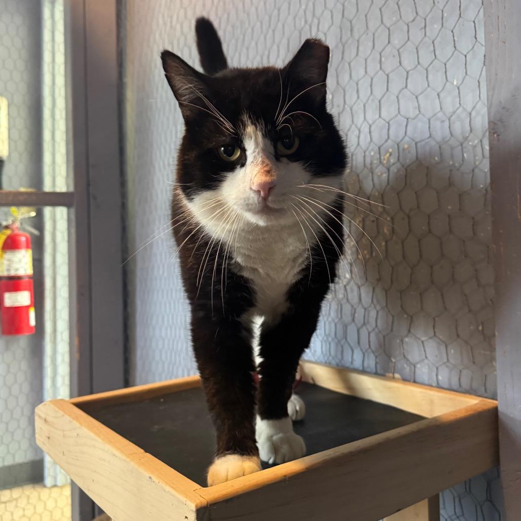 Enlarge Tuck, a Adoptable Domestic Short Hair in Easton, PA image 5/6