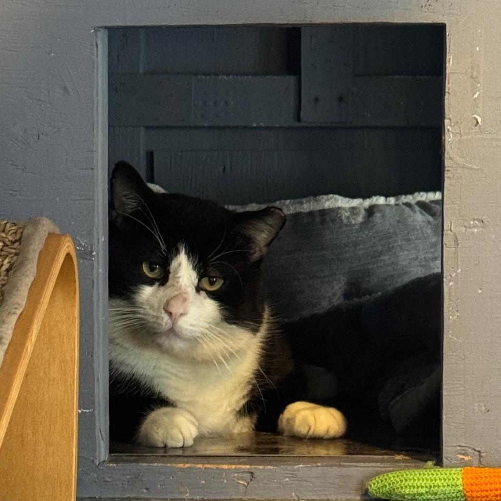 Enlarge Tuck, a Adoptable Domestic Short Hair in Easton, PA image 6/6