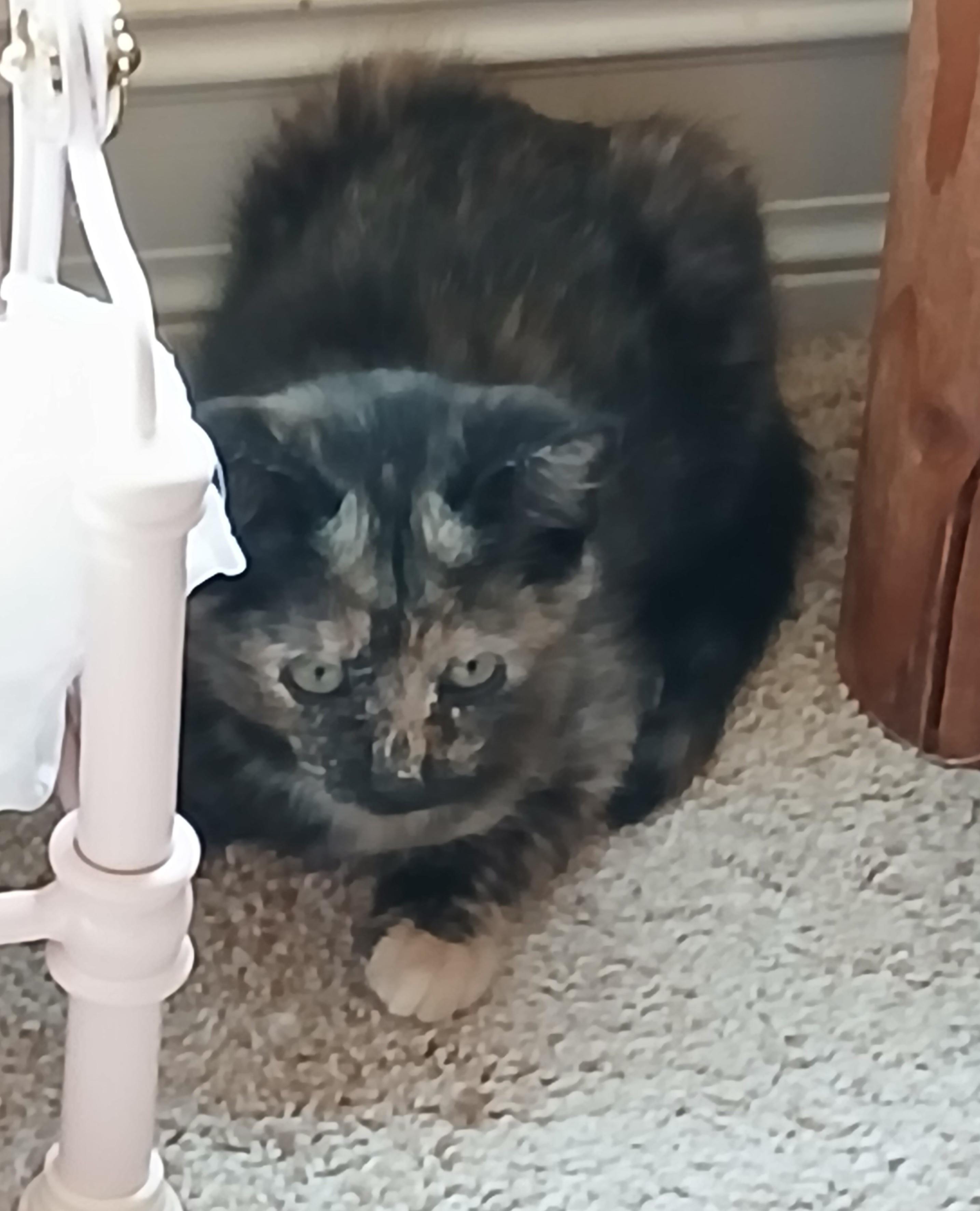 Enlarge Foolish Pleasure, a Adoptable mixed breed in Duluth, GA image 5/6