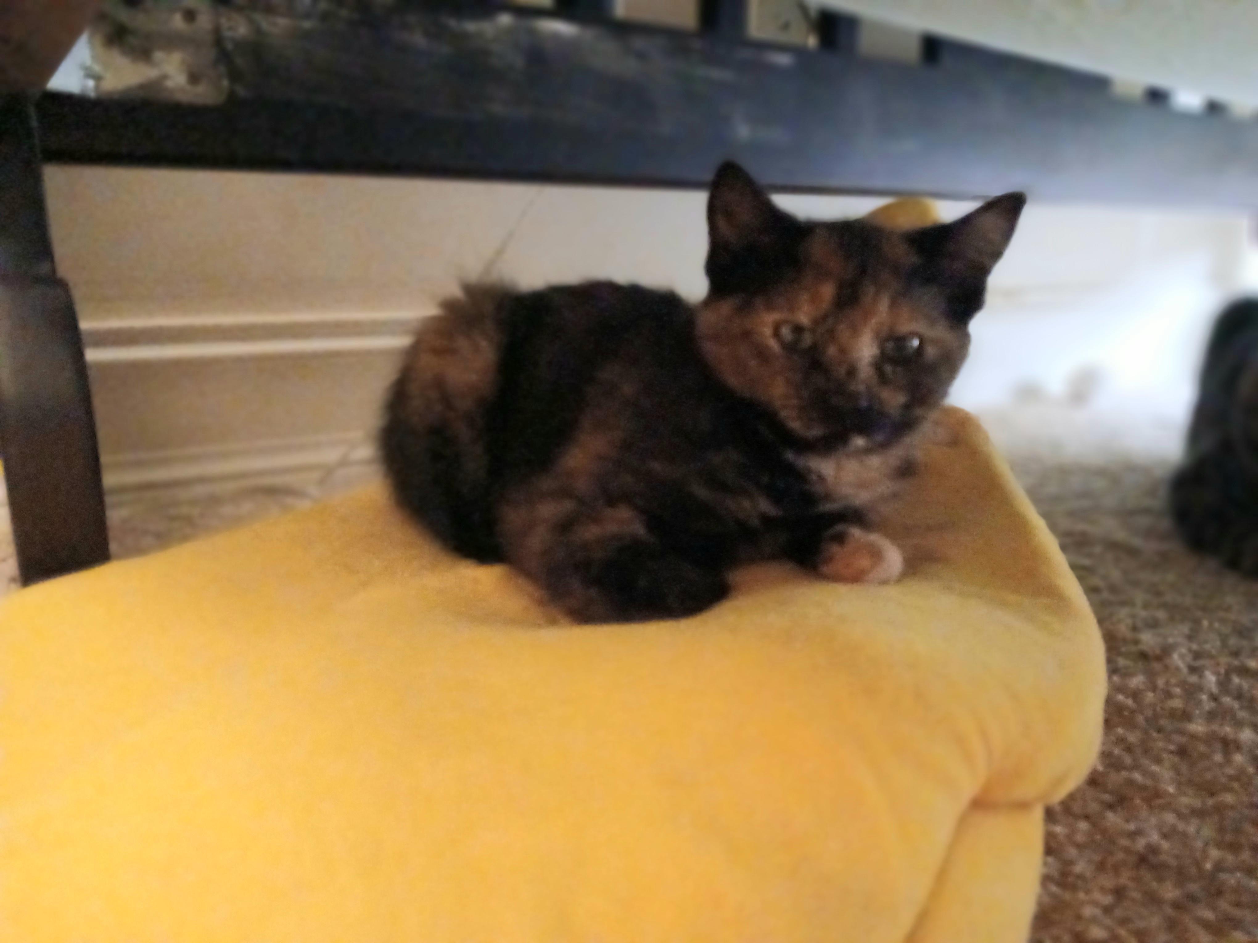 Enlarge Foolish Pleasure, a Adoptable mixed breed in Duluth, GA image 6/6