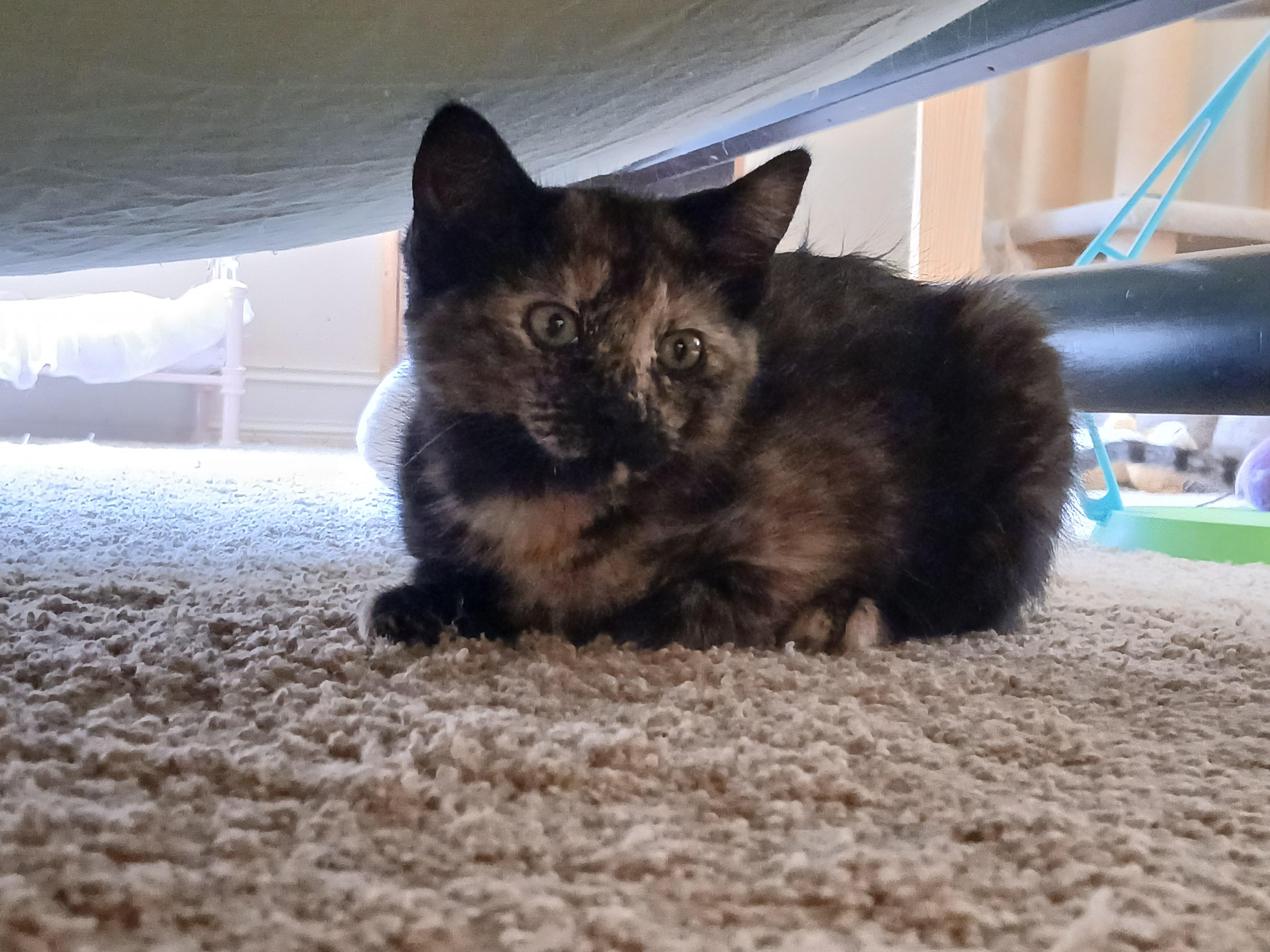 Foolish Pleasure, Adoptable, Kitten Female Domestic Short Hair.