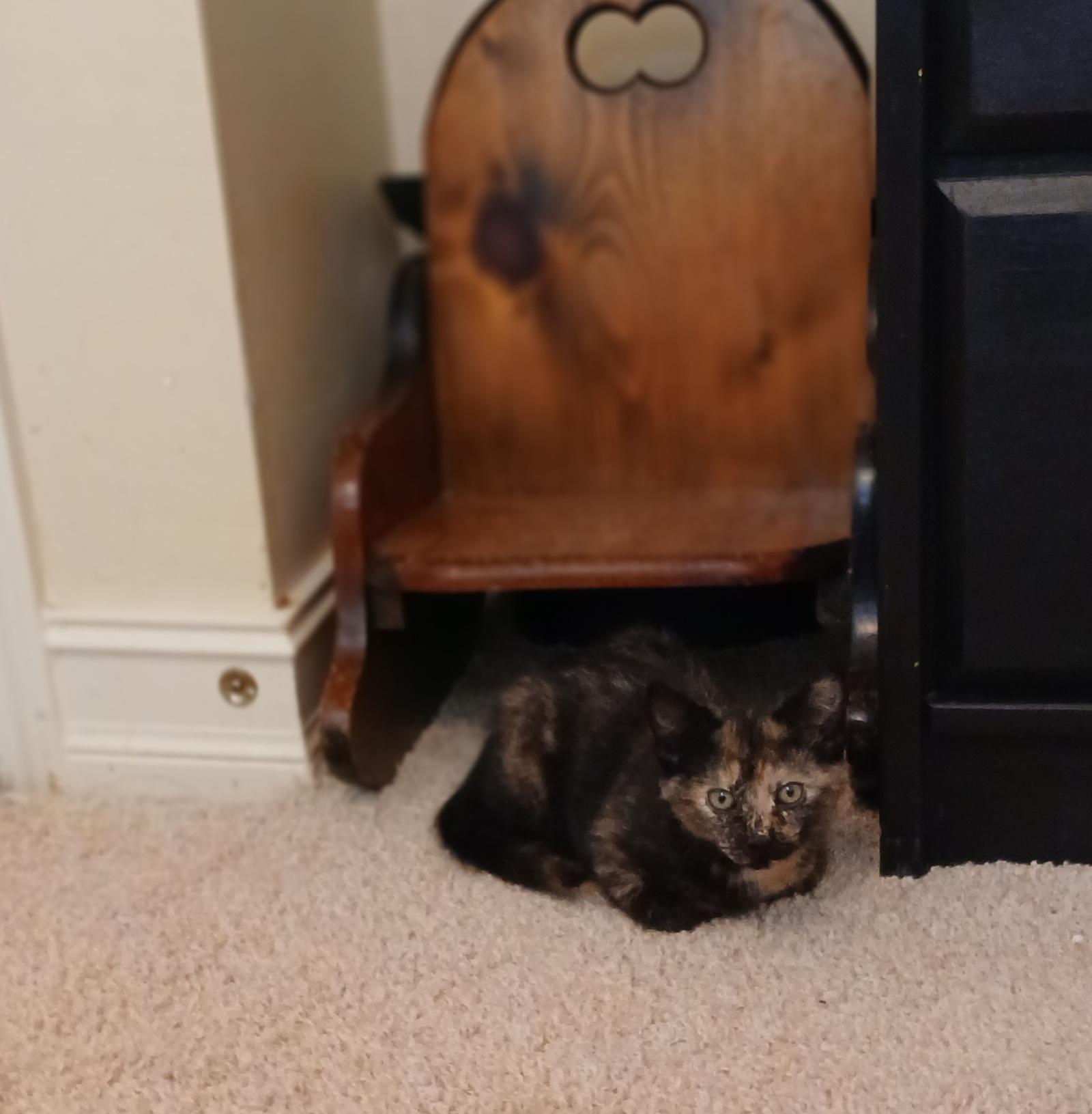 Enlarge Foolish Pleasure, a Adoptable mixed breed in Duluth, GA image 4/6