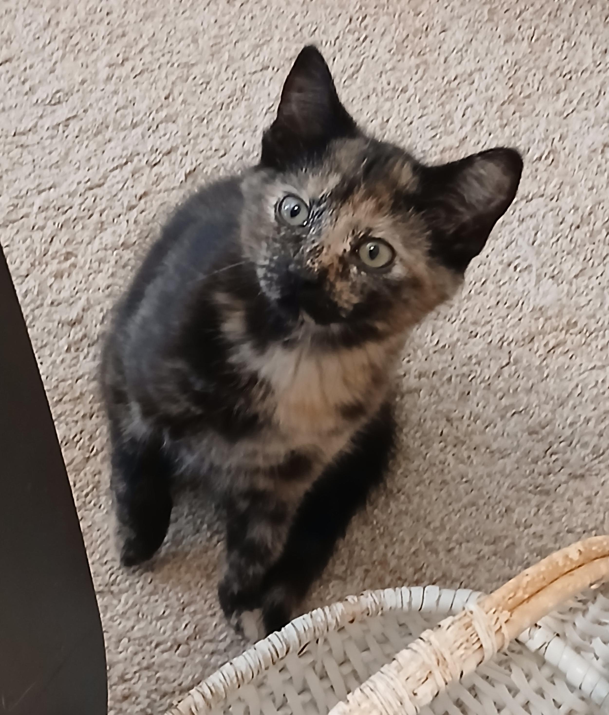 Enlarge Foolish Pleasure, a Adoptable mixed breed in Duluth, GA image 2/6