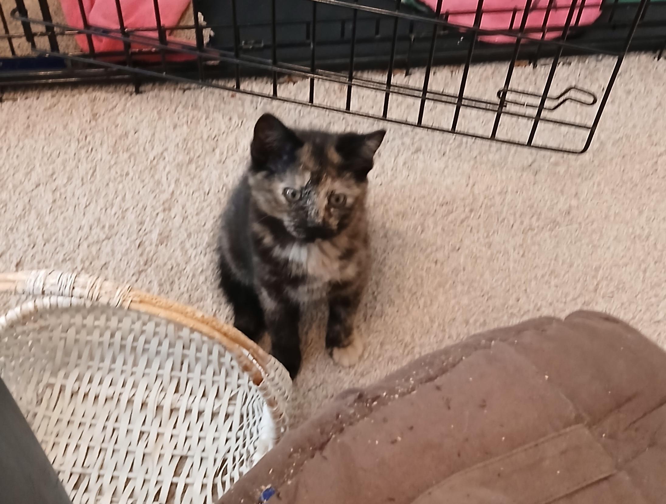 Enlarge Foolish Pleasure, a Adoptable mixed breed in Duluth, GA image 3/6