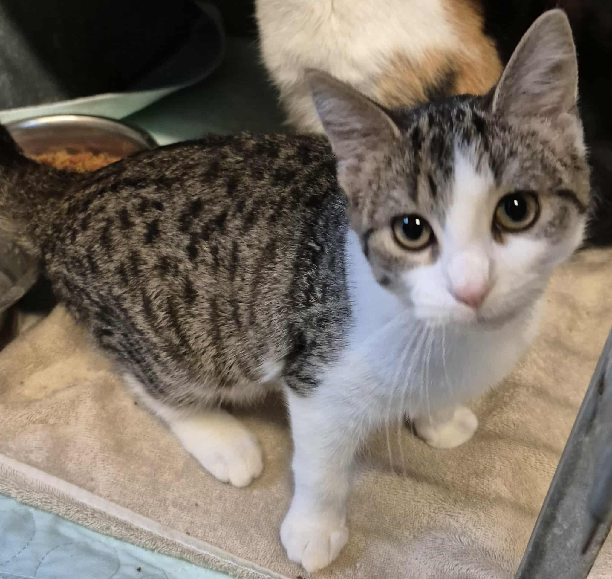 Brooklyn, adoptable, Kitten Female Tabby & Domestic Short Hair.