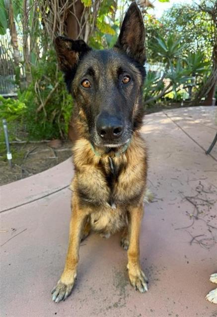 Enlarge NOODLE, a Adoptable mixed breed in Chula Vista, CA image 1/1