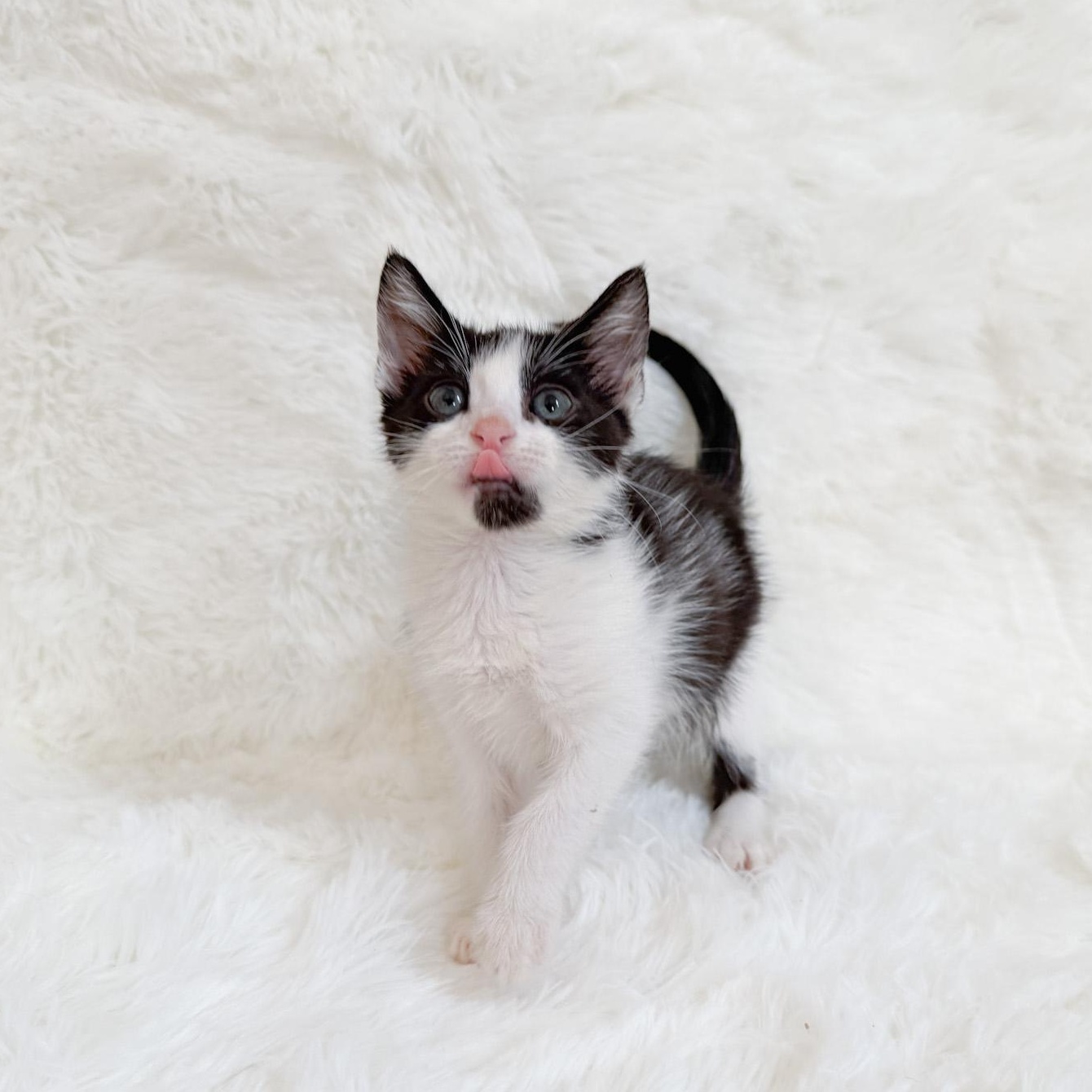 Sesame, Adoptable, Kitten Female Domestic Short Hair.