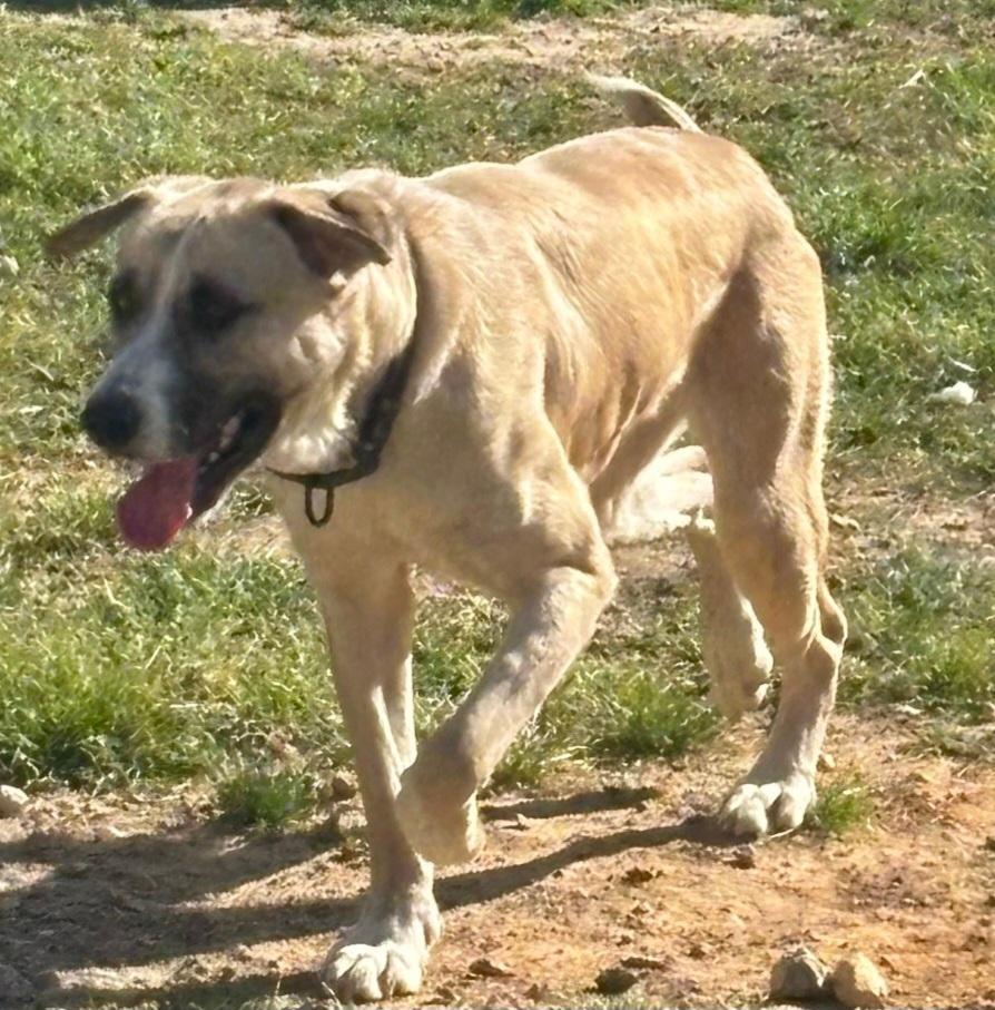 Enlarge Ringo, a Adoptable mixed breed in Gladwyne, PA image 6/6