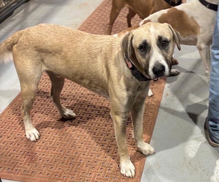 Enlarge Ringo, a Adoptable mixed breed in Gladwyne, PA image 4/6