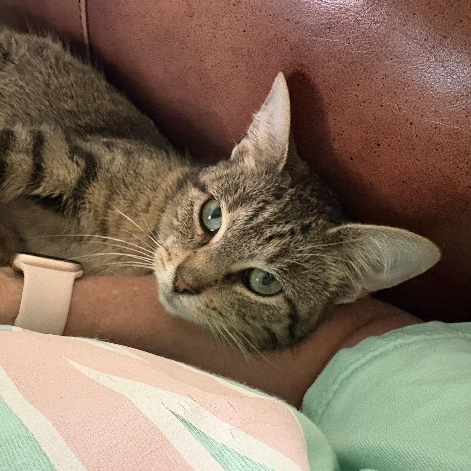 Enlarge Poppy - has 10 days to find a home :(, a Adopted mixed breed in Louisville, KY image 2/2