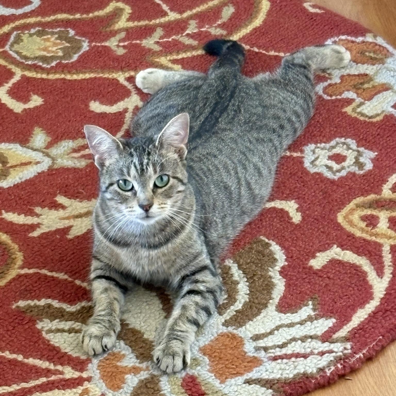 Enlarge Poppy - has 10 days to find a home :(, a Adopted mixed breed in Louisville, KY image 1/2