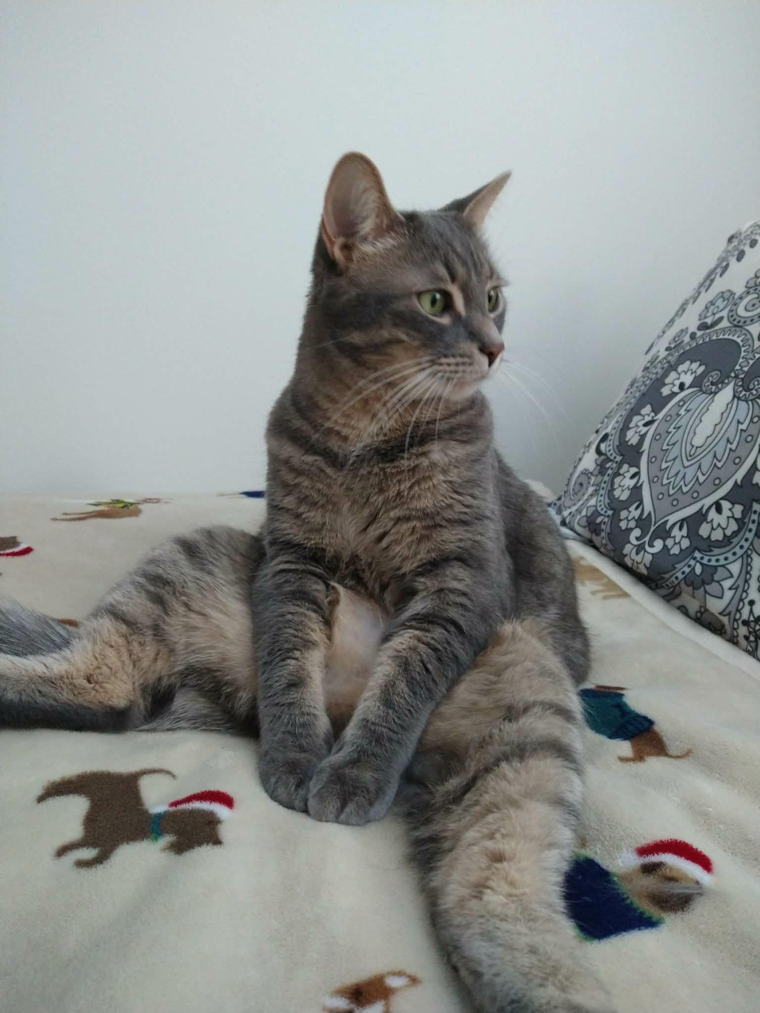 Timmy, ADOPTABLE, Adult Male Domestic Short Hair.