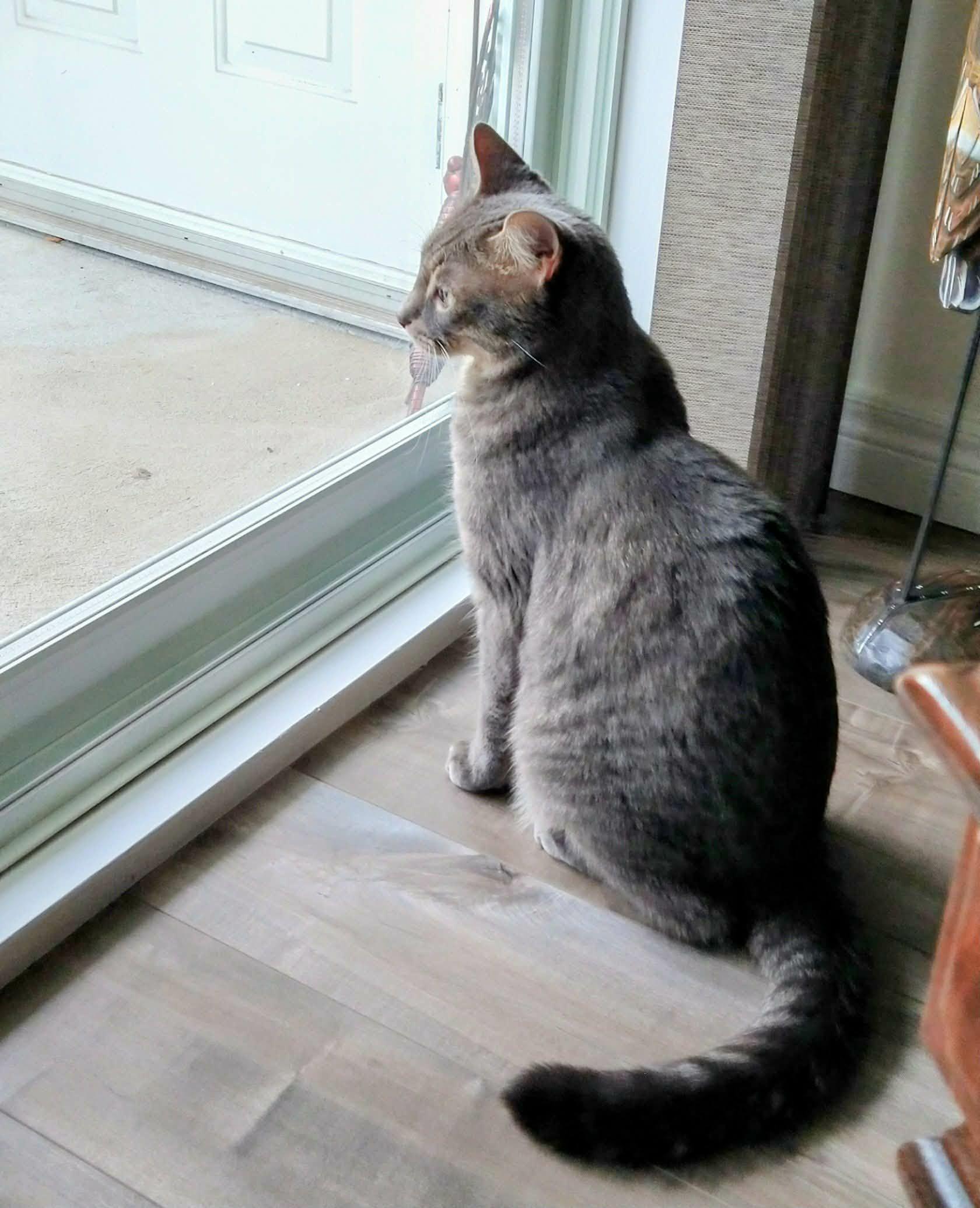 Timmy, a ADOPTABLE Domestic Short Hair in Chatham, ON image 3/6