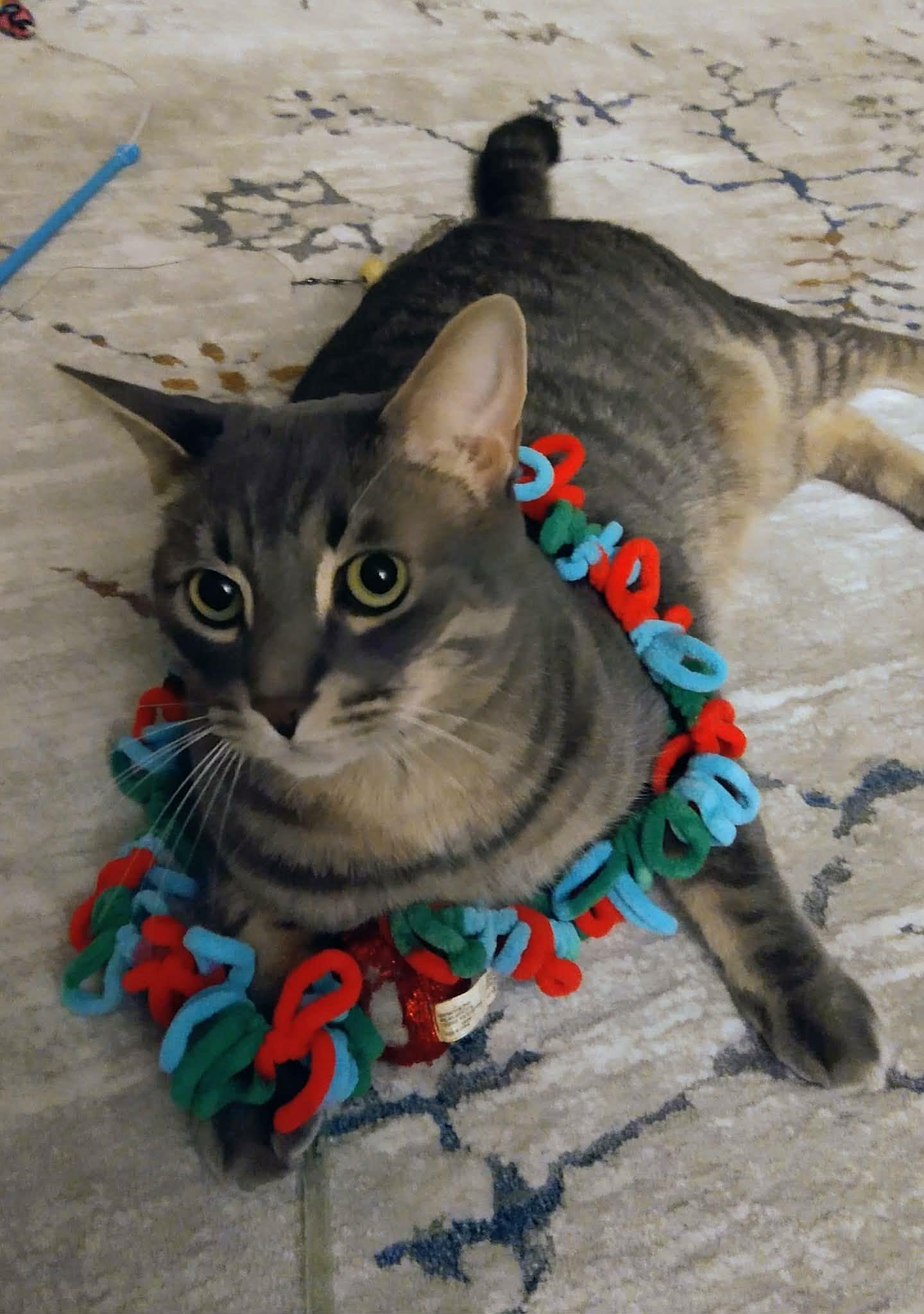 Timmy, a ADOPTABLE Domestic Short Hair in Chatham, ON image 5/6