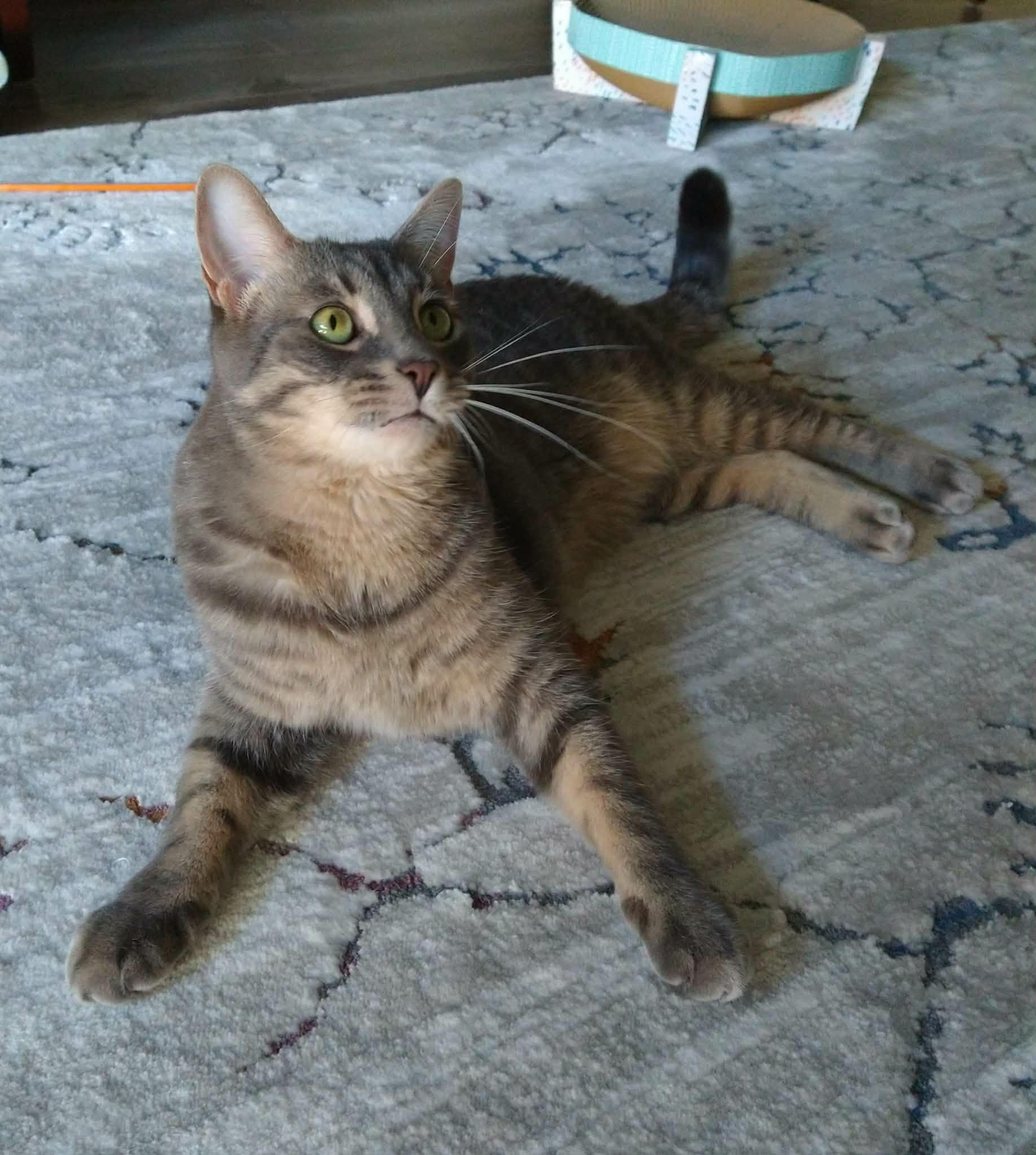 Timmy, a ADOPTABLE Domestic Short Hair in Chatham, ON image 2/6