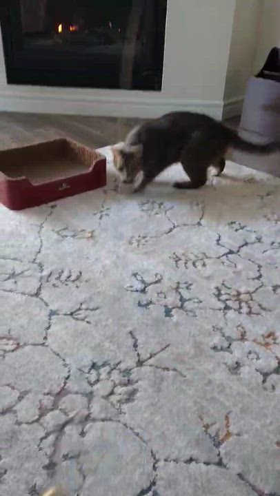 Enlarge Timmy, a ADOPTABLE Domestic Short Hair in Chatham, ON video 6/6