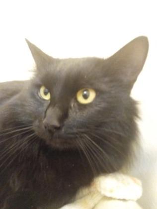 Enlarge Tubbs, a Adoptable mixed breed in Everett, WA image 1/1