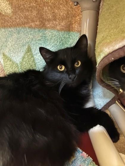 Tubbs, Adoptable, Young Male Domestic Medium Hair & Domestic Short Hair.