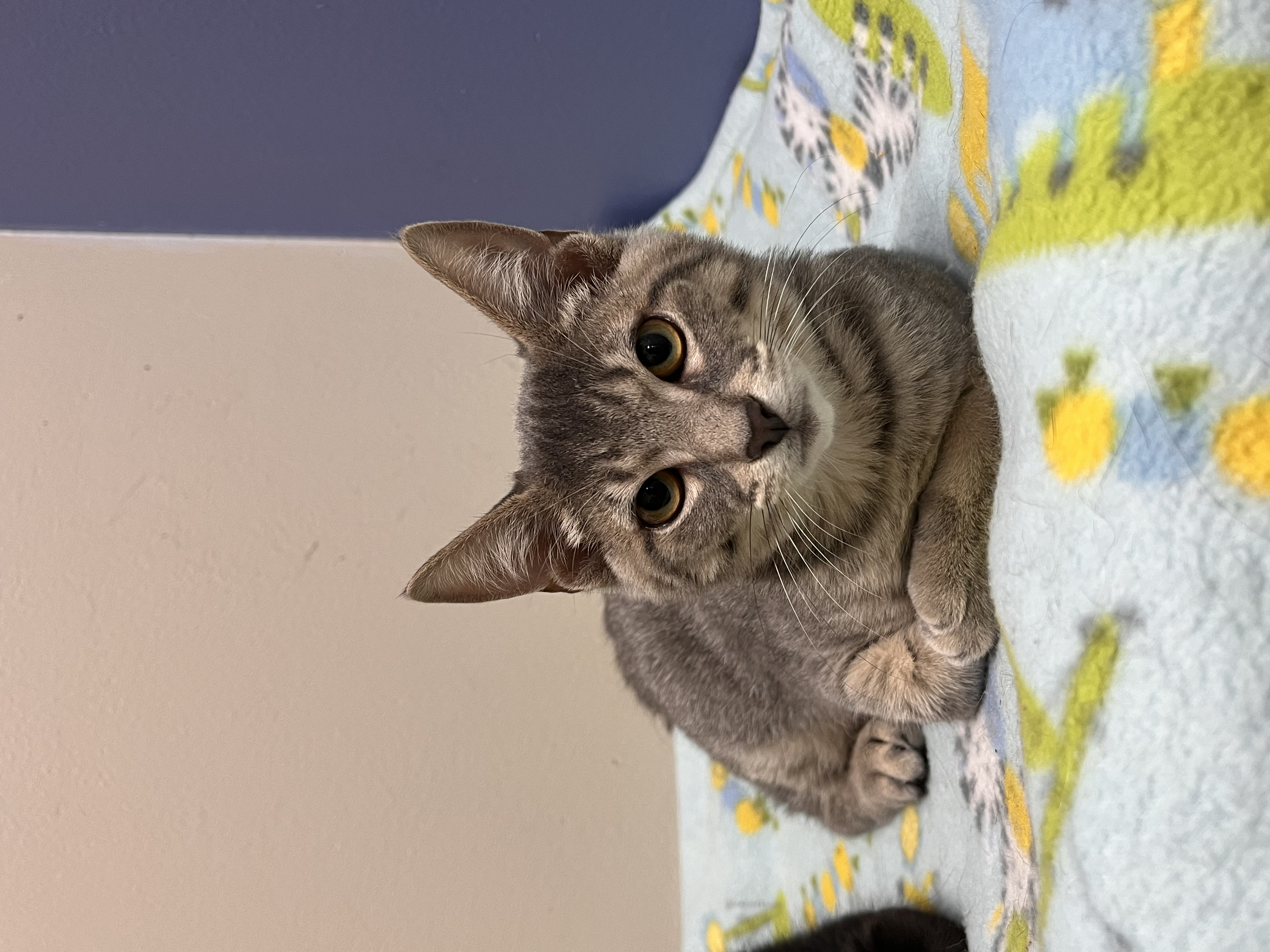 Greyling, a Adoptable Domestic Short Hair in Toledo, OH image 2/2