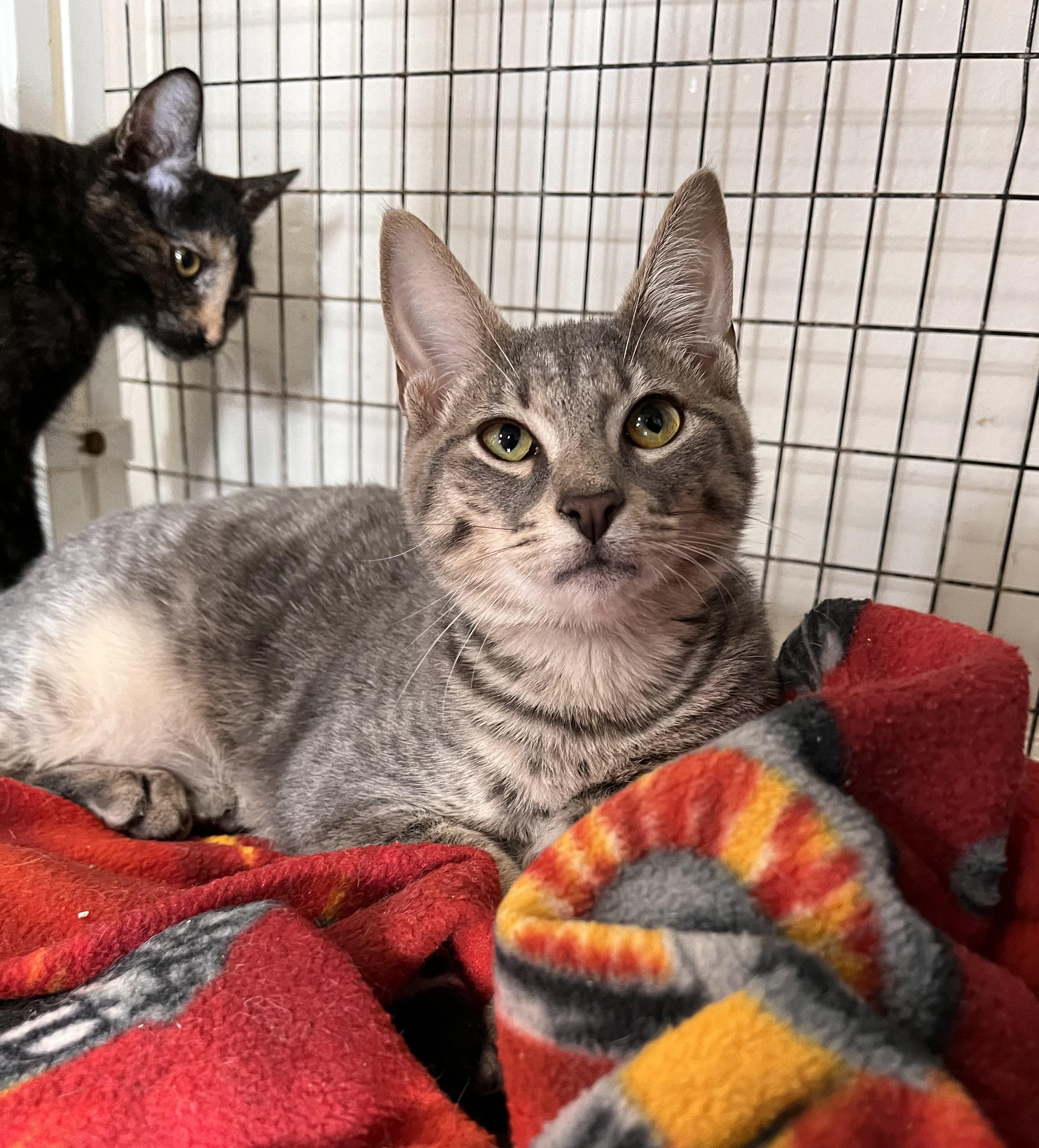 Greyling, Adoptable, Young Male Domestic Short Hair.