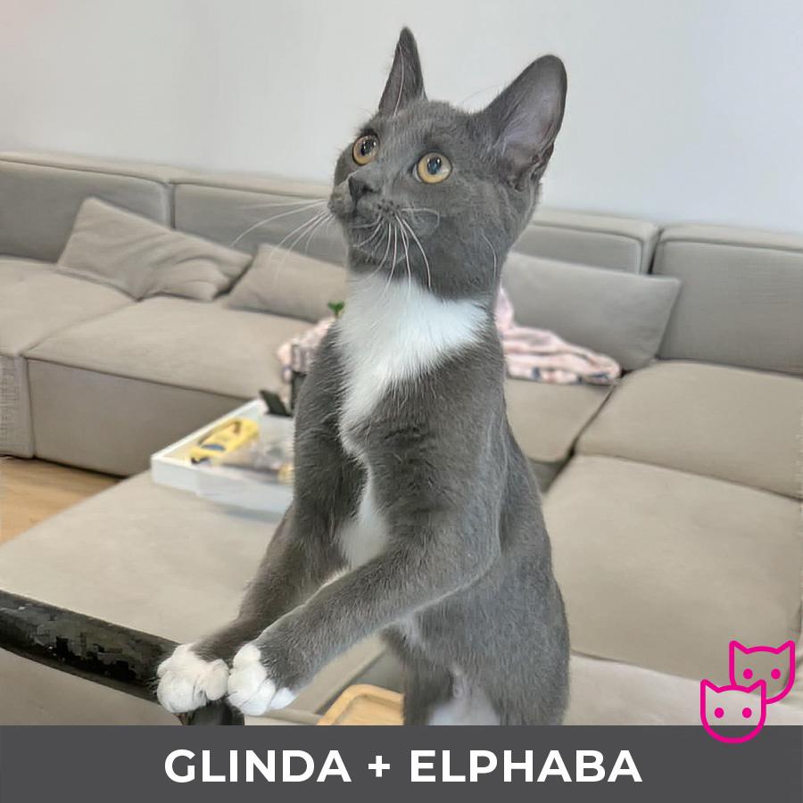 Enlarge Glinda (bonded with Elphaba), an adopted Domestic Short Hair in Etobicoke, ON image 3/4