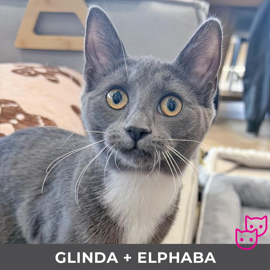 Glinda (bonded with Elphaba), adopted, Kitten Female Domestic Short Hair.