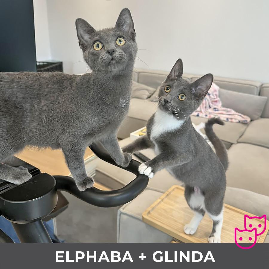 Enlarge Glinda (bonded with Elphaba), an adopted Domestic Short Hair in Etobicoke, ON image 4/4